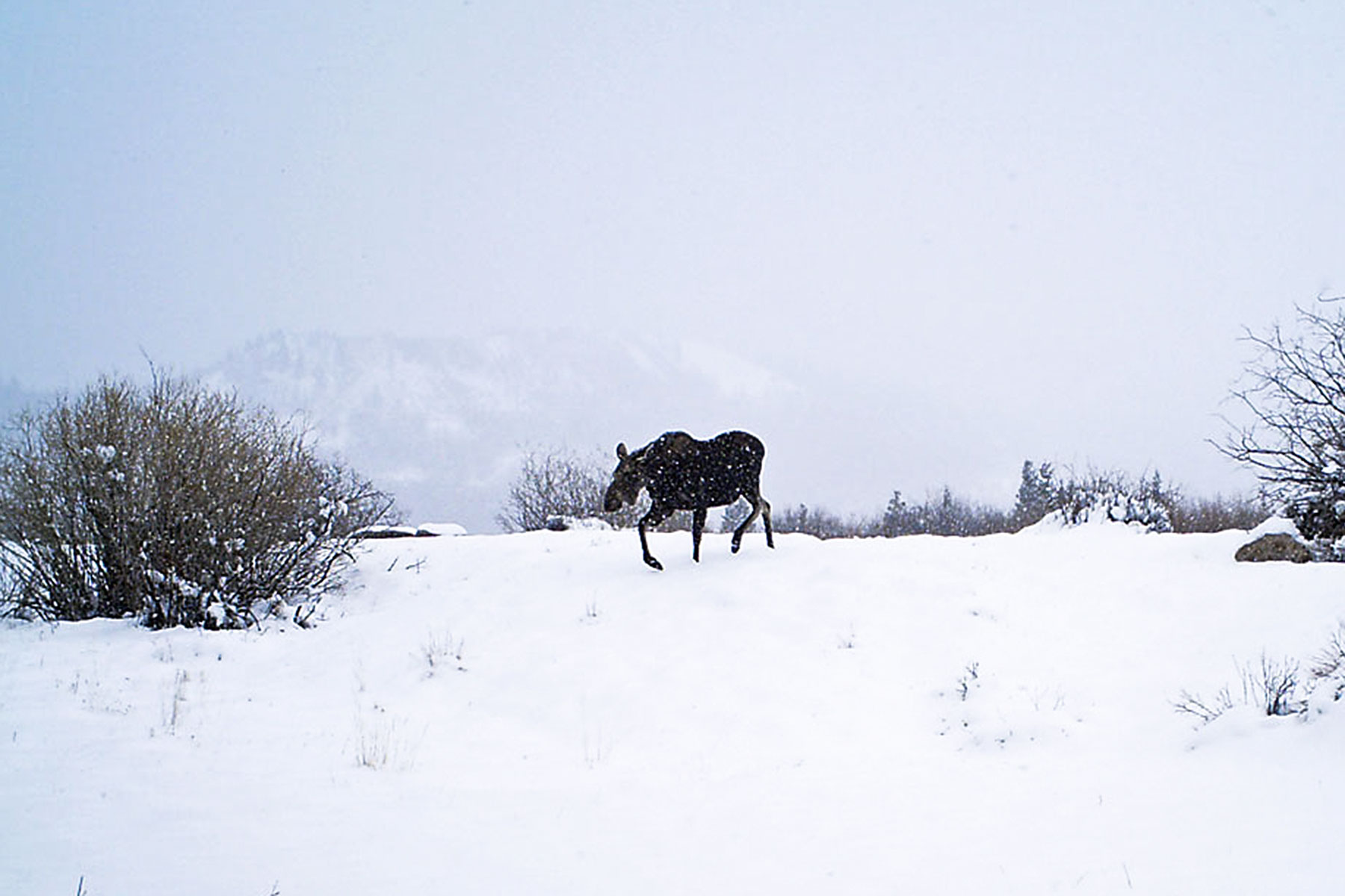 Tarryall Meadows Ranch property picture 8 of 57