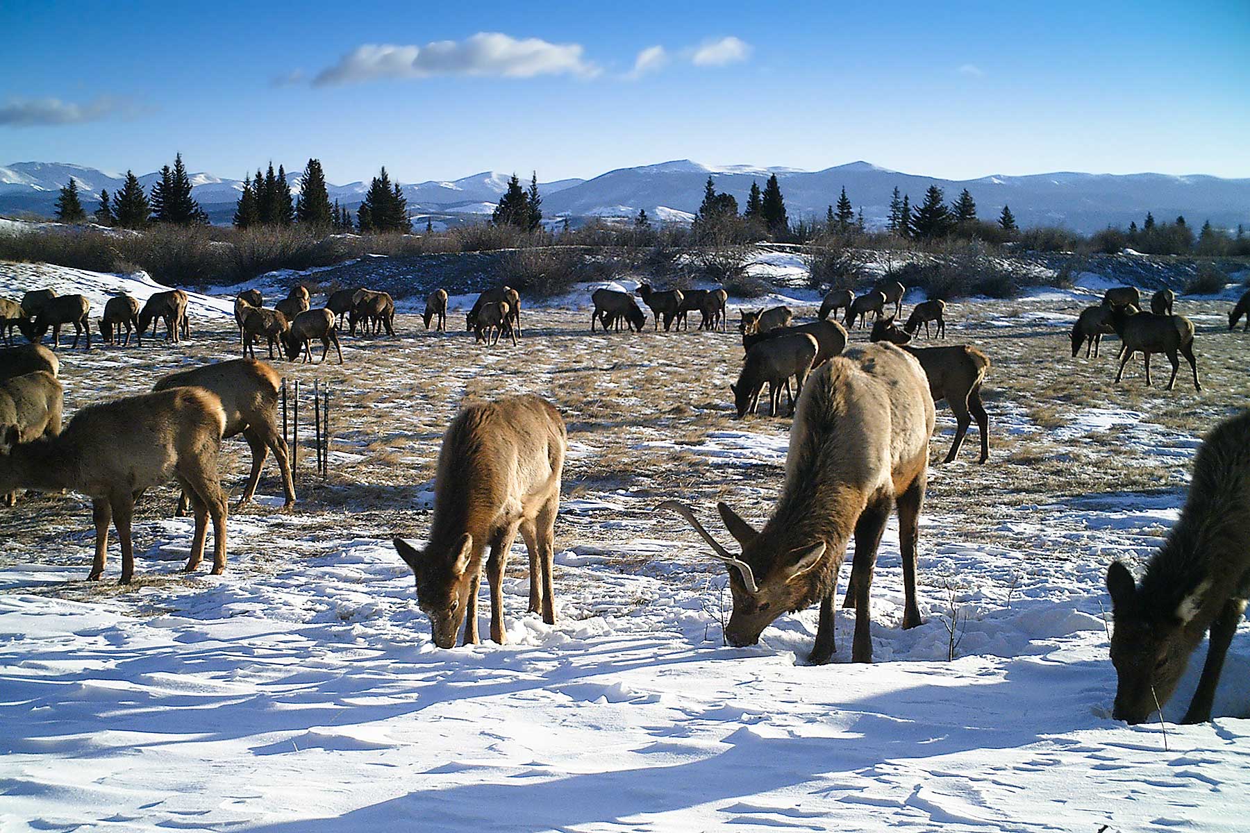 Tarryall Meadows Ranch Sold Colorado Hall and Hall