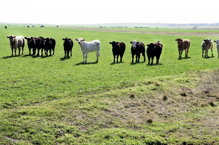 Waurika Farms property picture 3 of 4