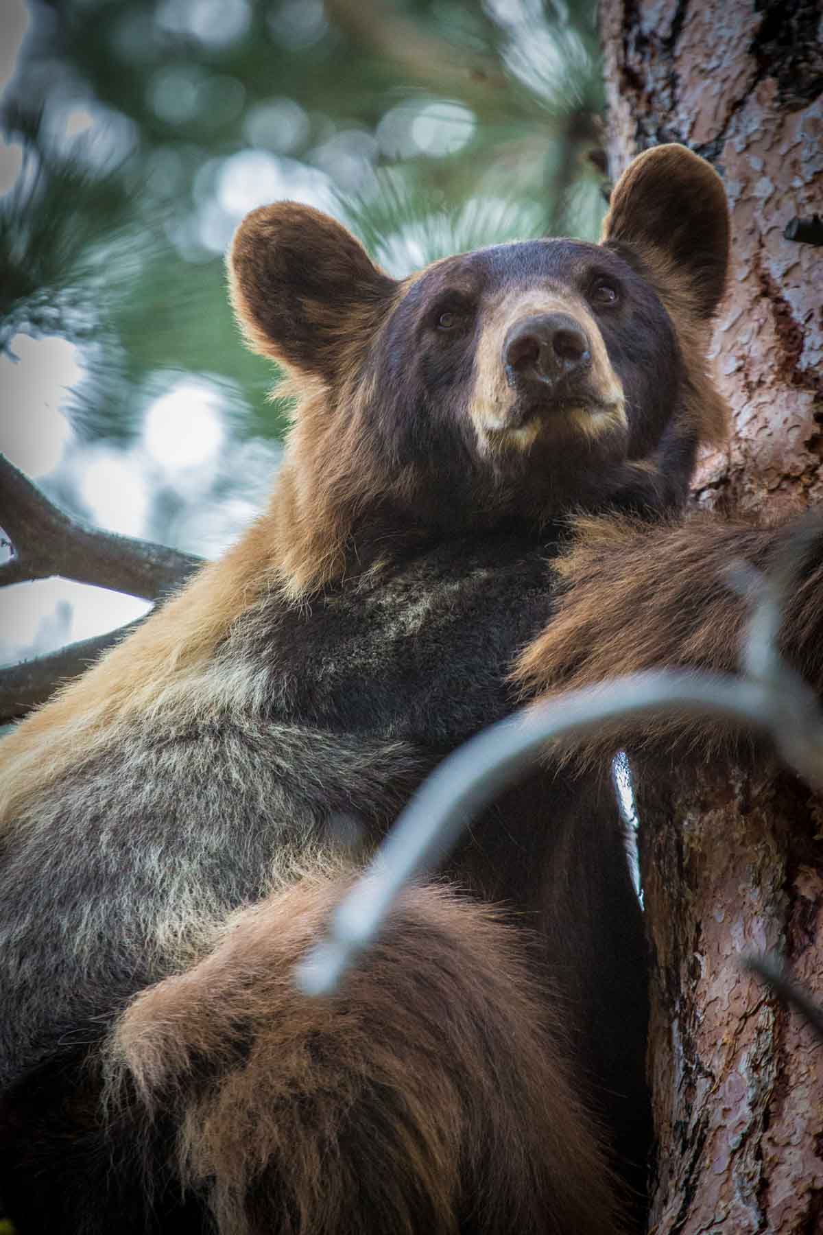 Knob & Kettle Ranch property picture 14 of 40