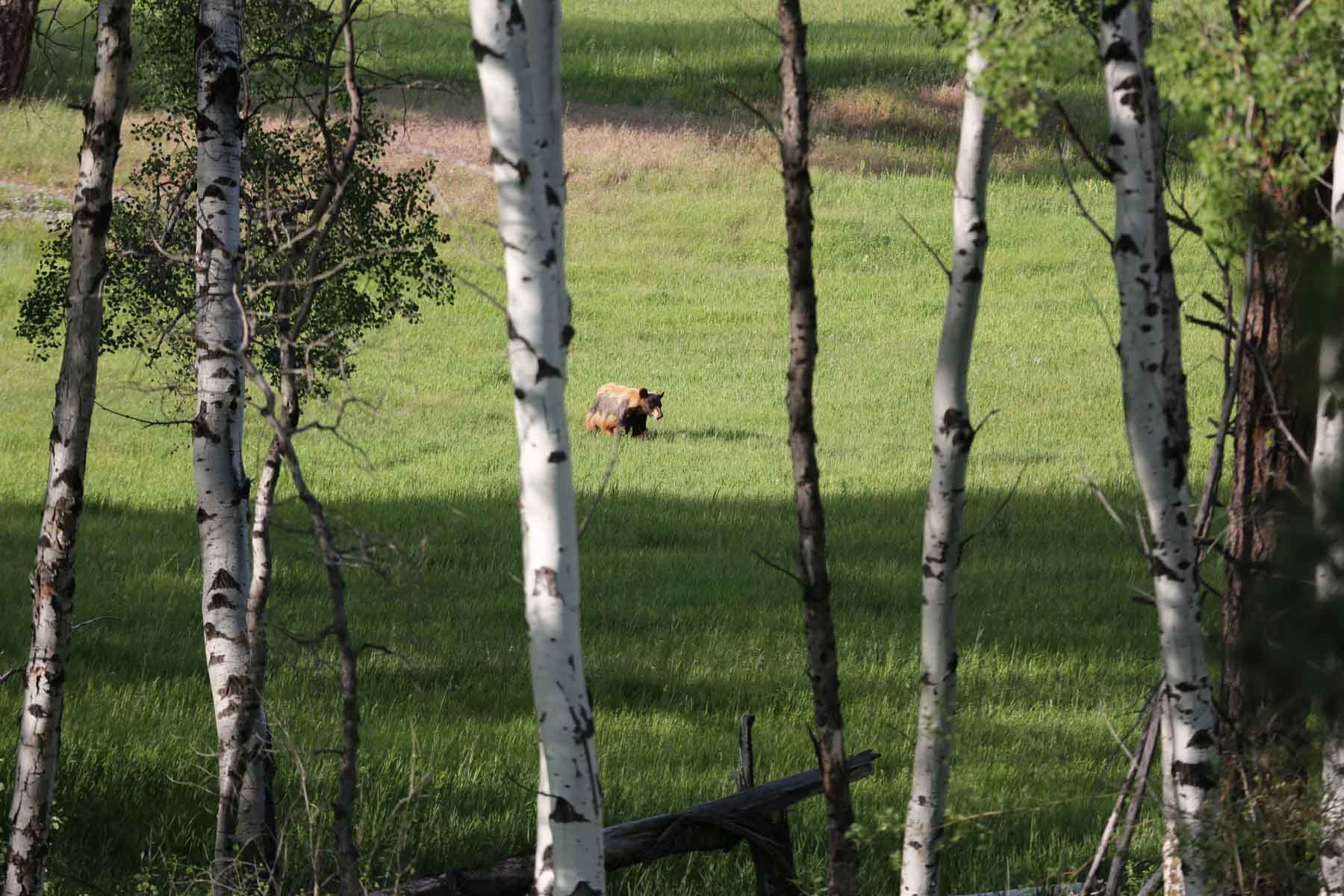 Knob & Kettle Ranch property picture 6 of 40
