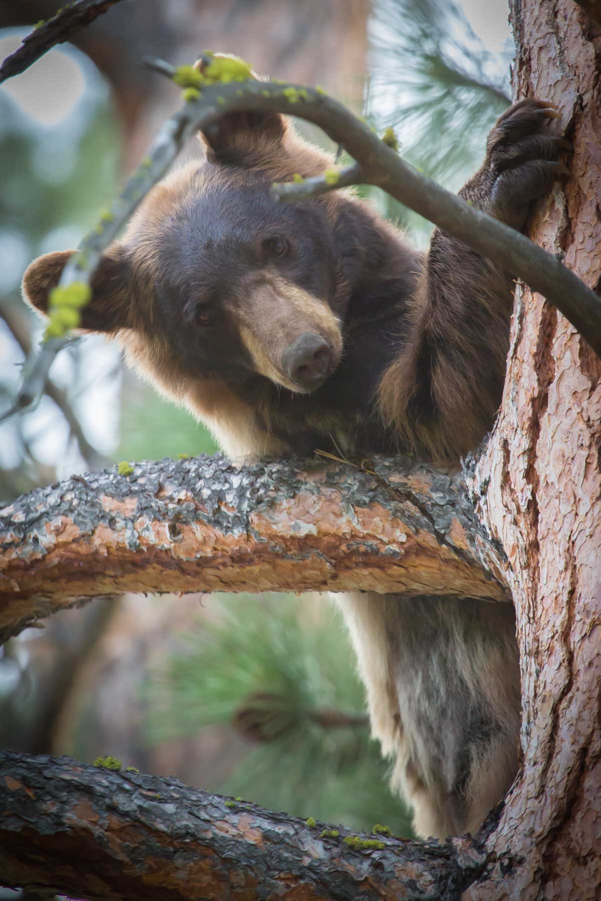 Knob & Kettle Ranch property picture 15 of 40