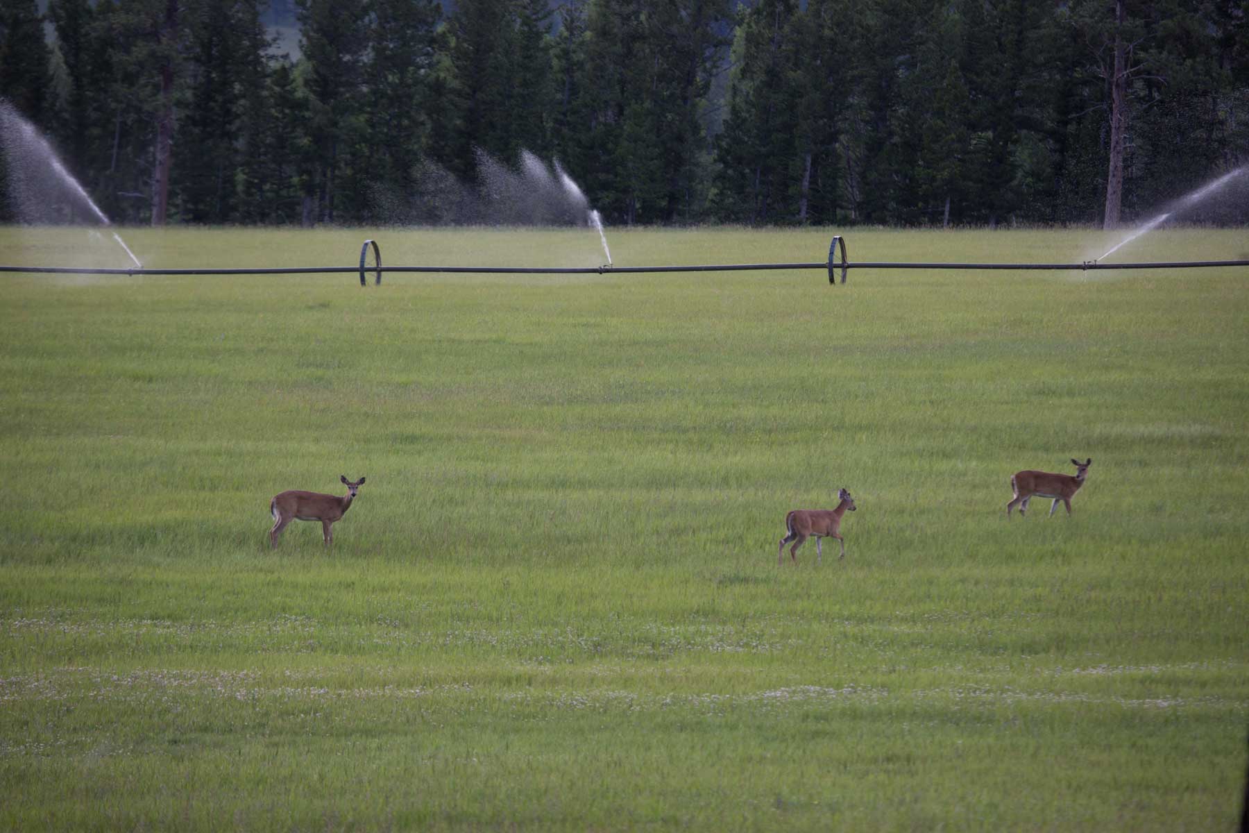 Knob & Kettle Ranch property picture 25 of 40