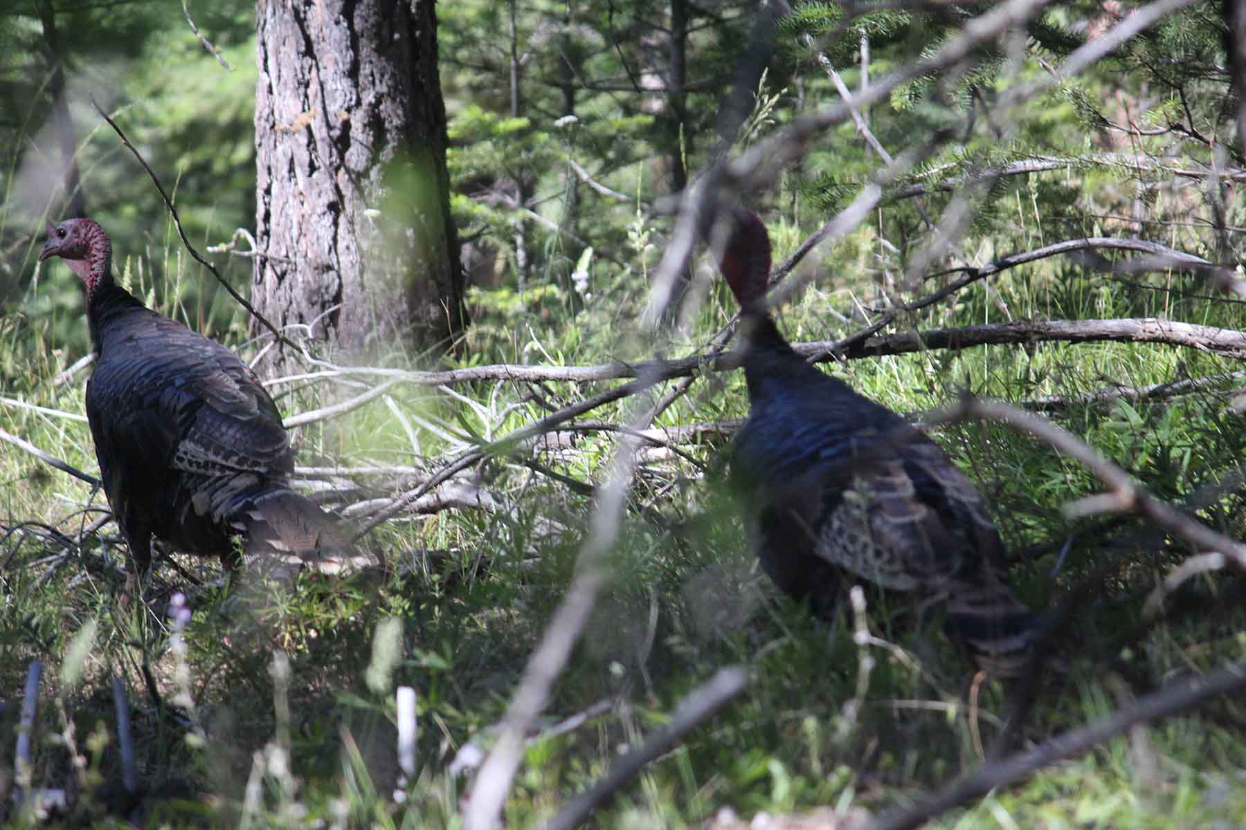 St. Mary's Ranch property picture 4 of 4