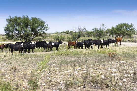 Pecan Creek Ranch property picture 3 of 4