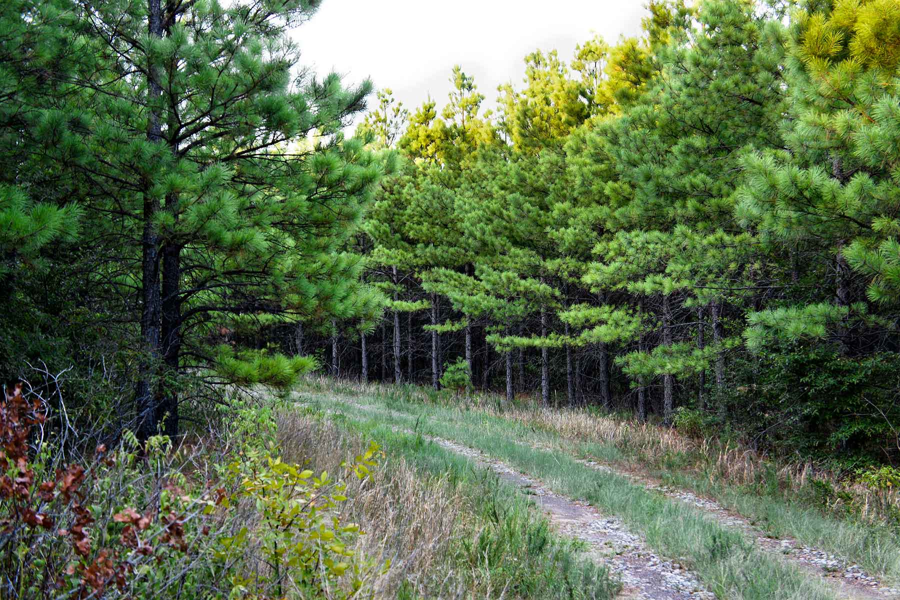 Eastern Oklahoma Timber property picture 2 of 23