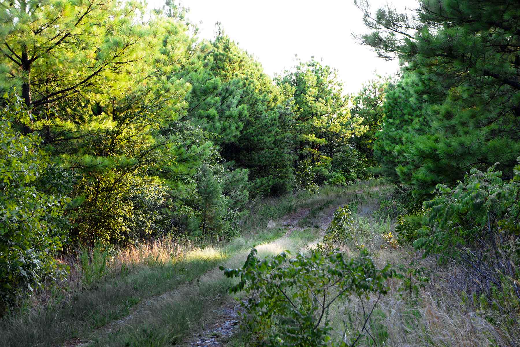 Eastern Oklahoma Timber property picture 7 of 23