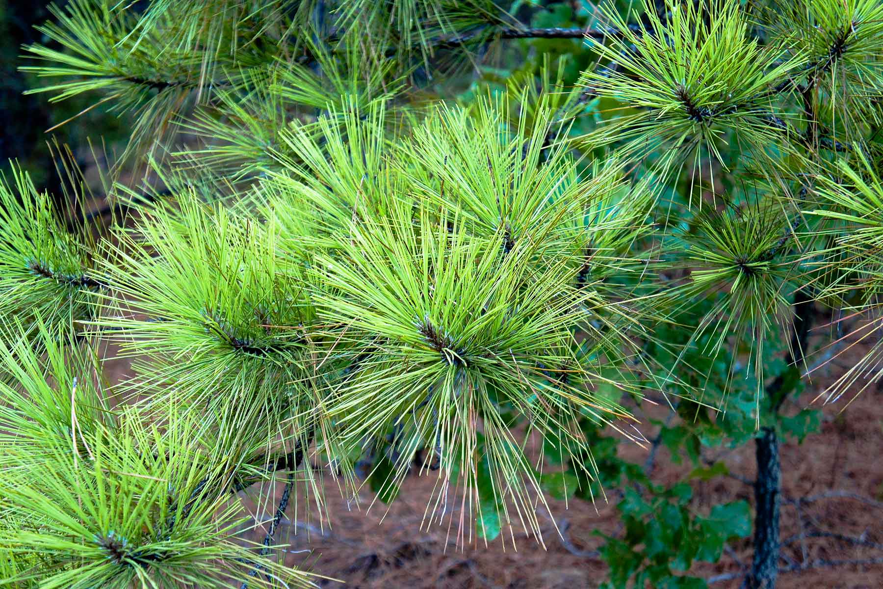 Eastern Oklahoma Timber property picture 3 of 23