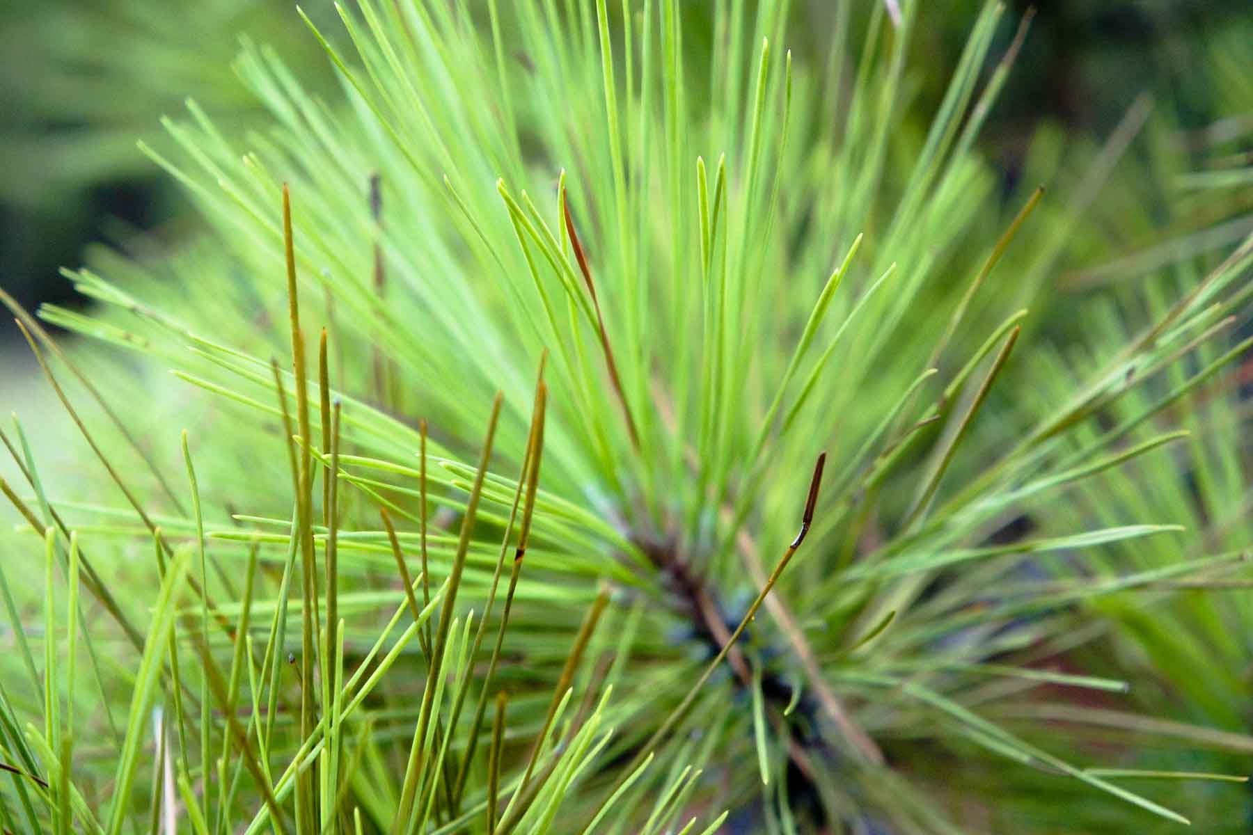 Eastern Oklahoma Timber property picture 4 of 23