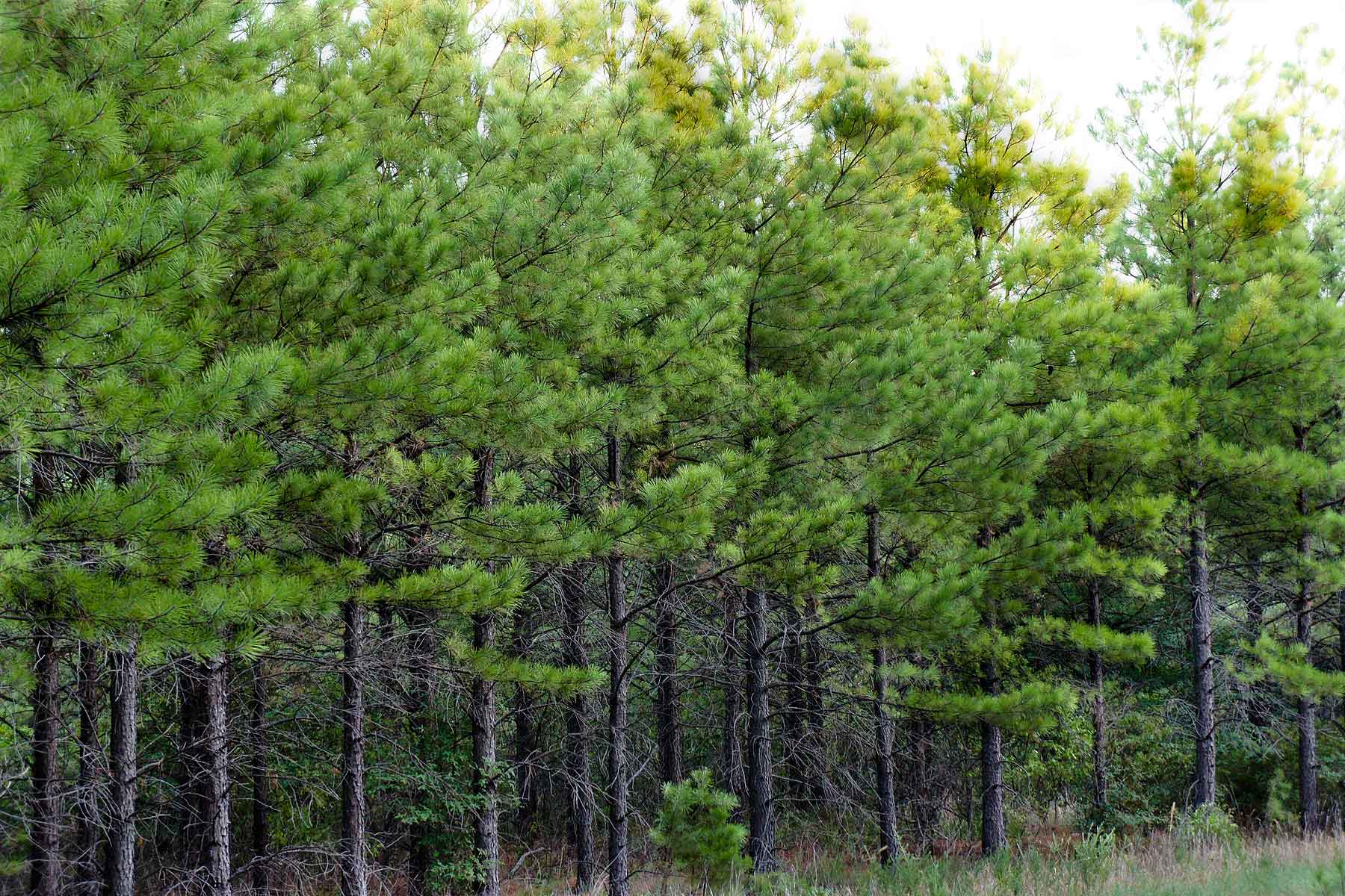 Eastern Oklahoma Timber Past Auction Oklahoma Hall and Hall