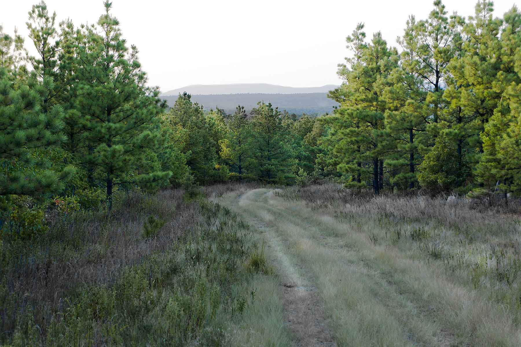 Eastern Oklahoma Timber property picture 6 of 23