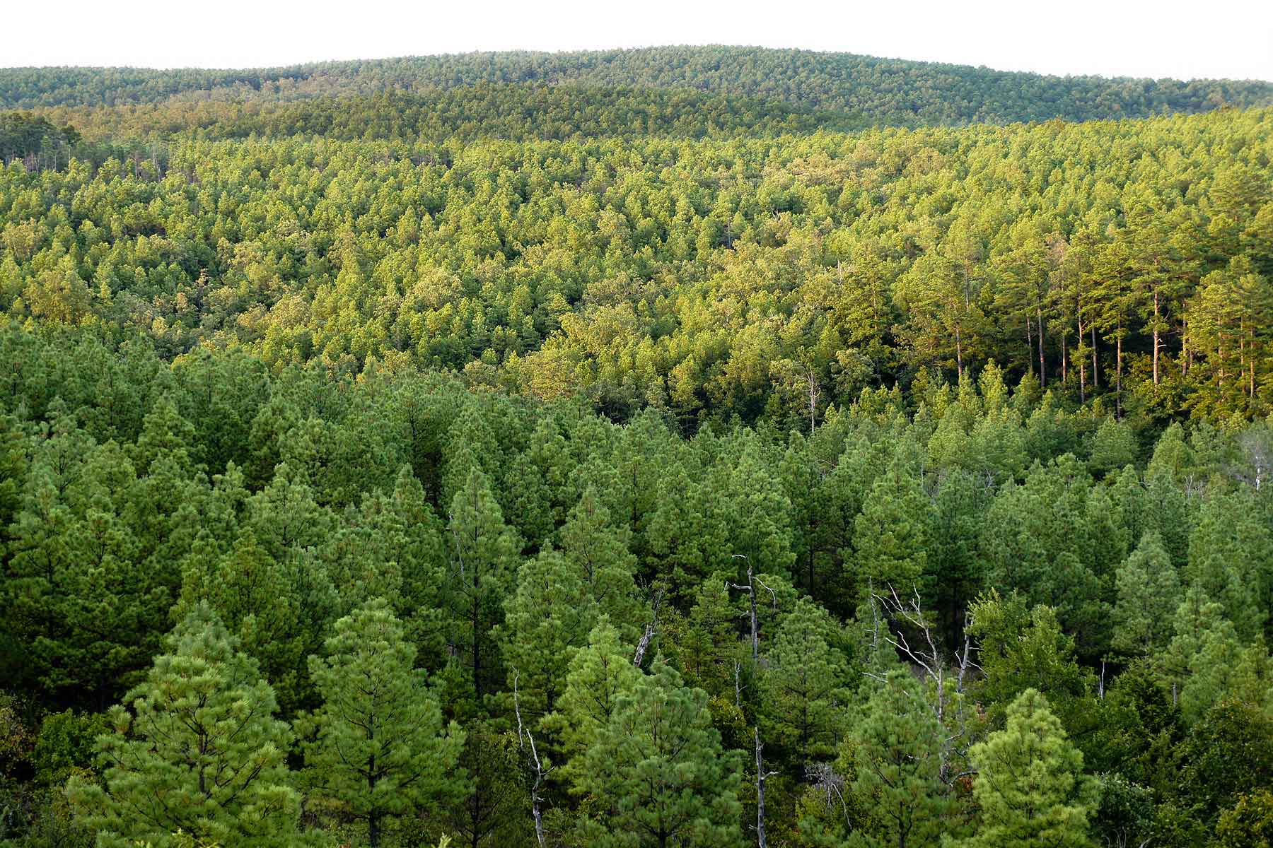 Eastern Oklahoma Timber property picture 8 of 23