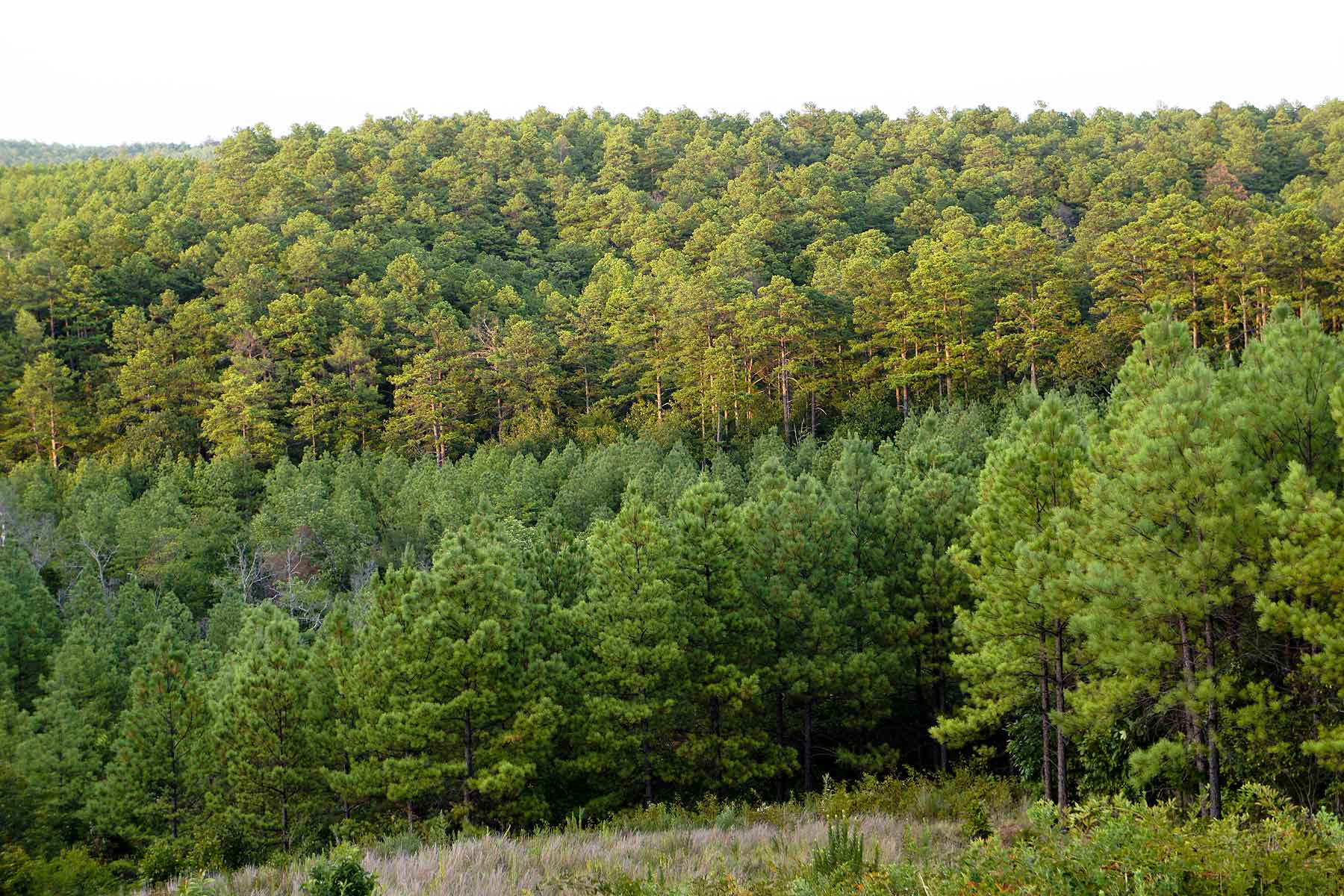 Eastern Oklahoma Timber property picture 9 of 23
