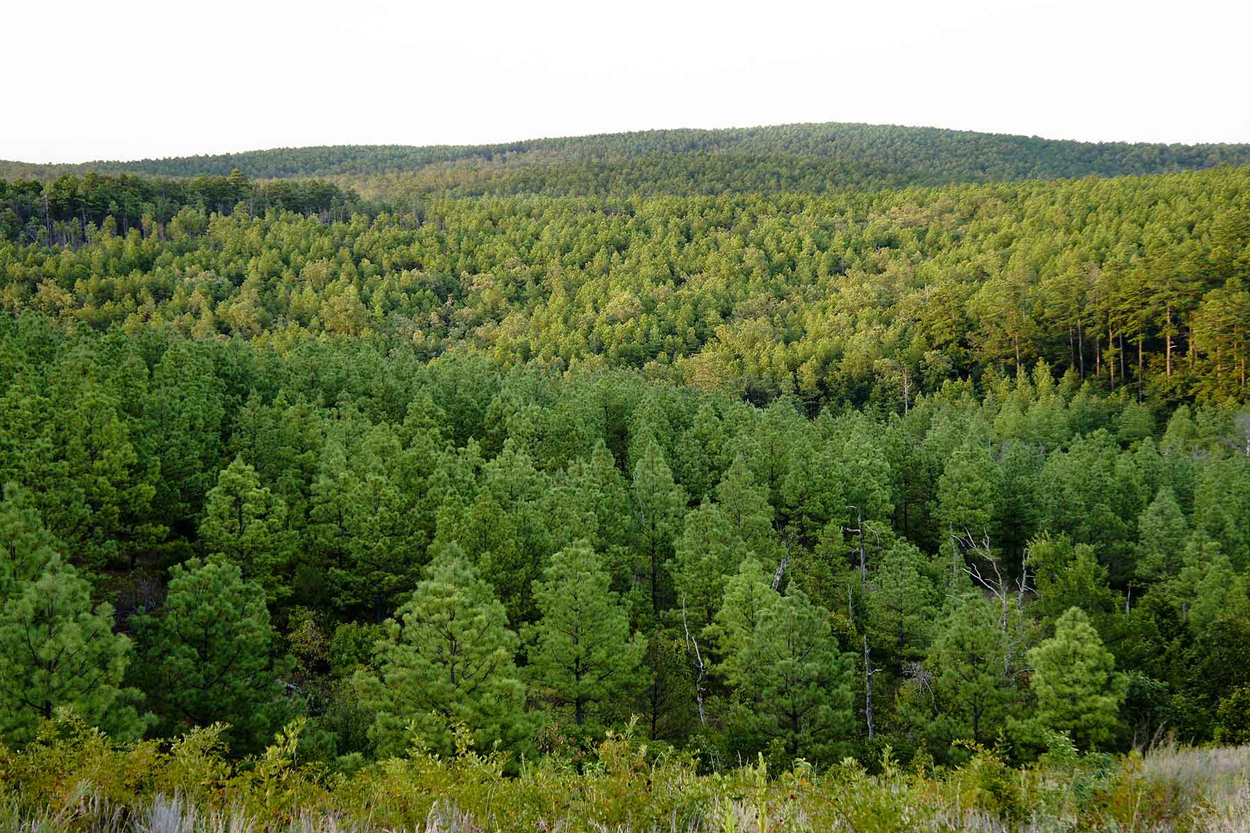 Eastern Oklahoma Timber property picture 10 of 23