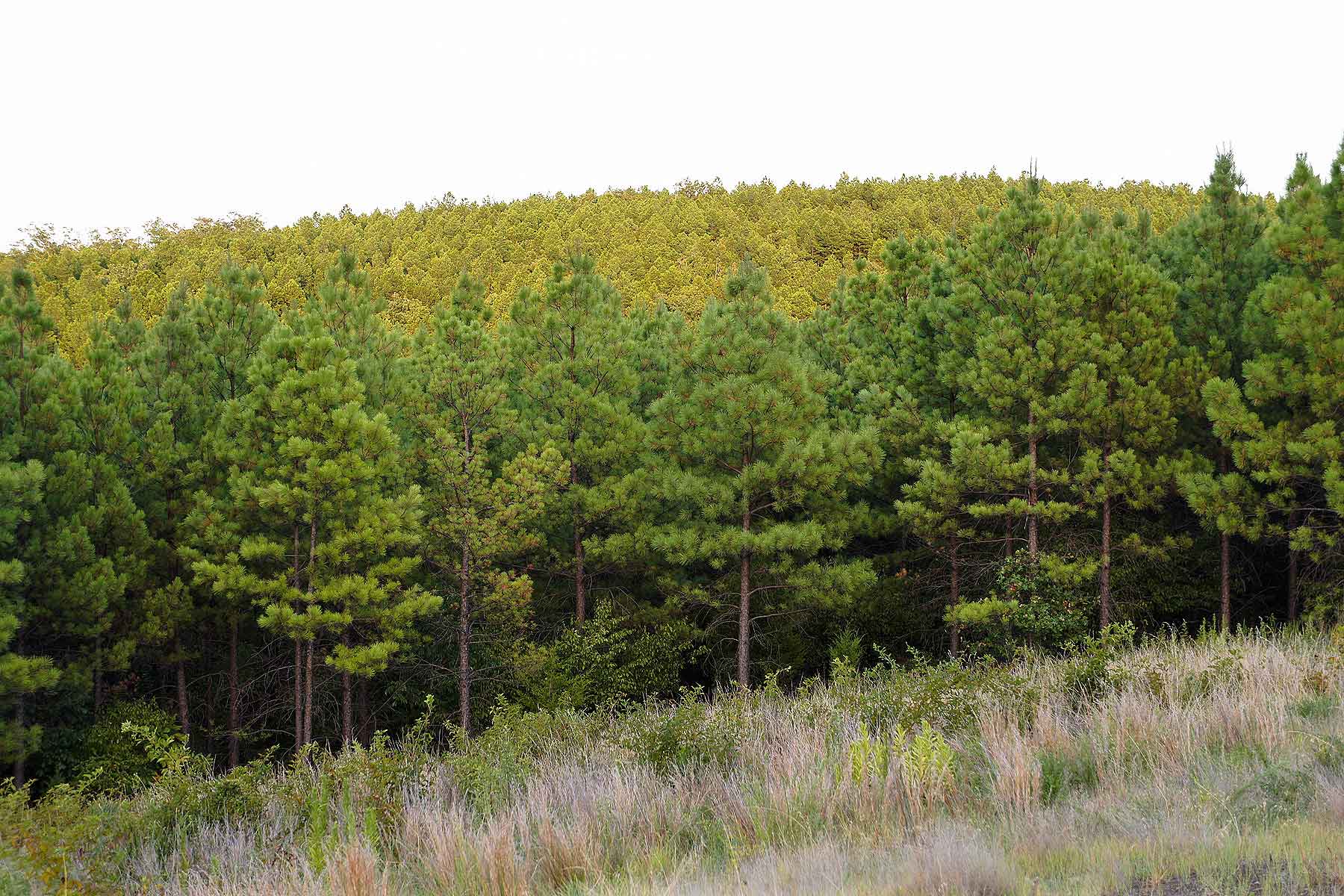 Eastern Oklahoma Timber property picture 11 of 23