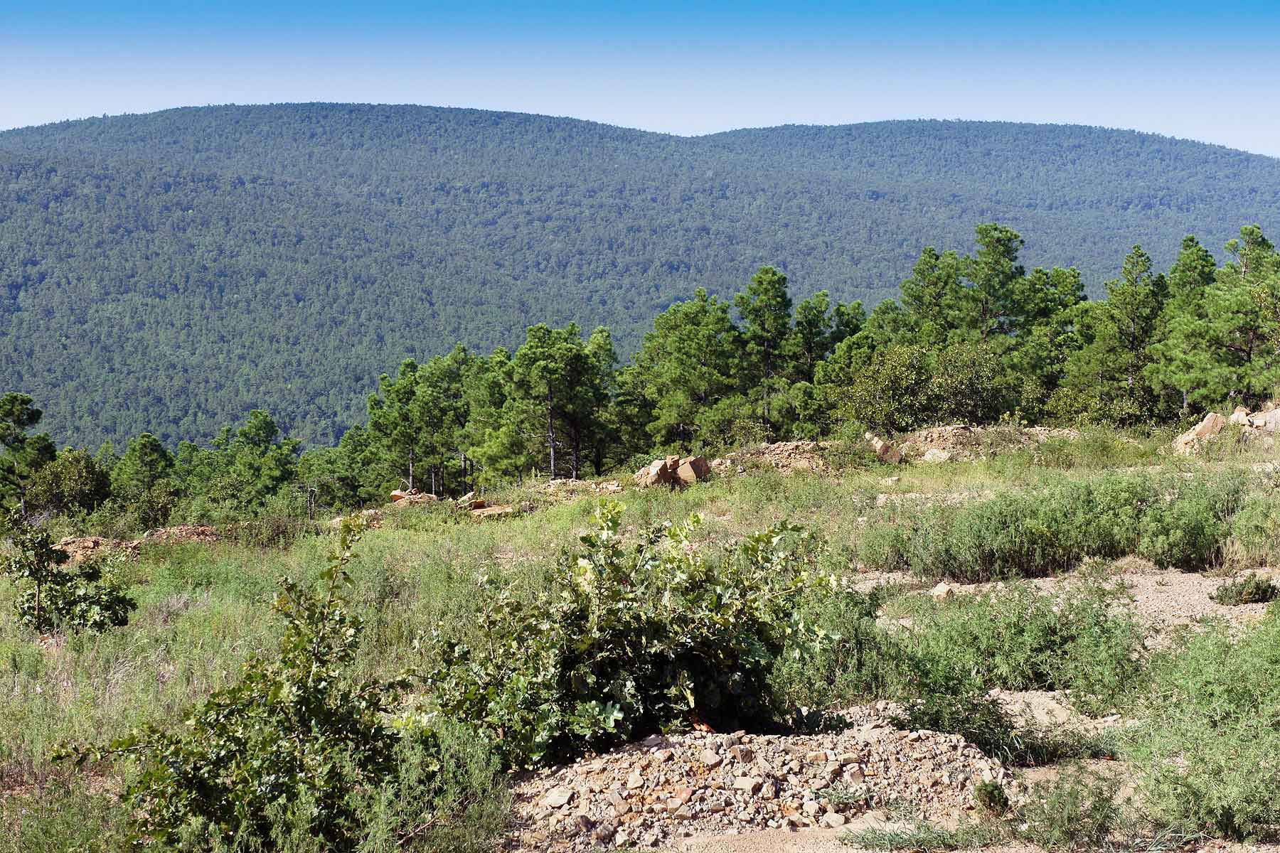 Eastern Oklahoma Timber property picture 13 of 23