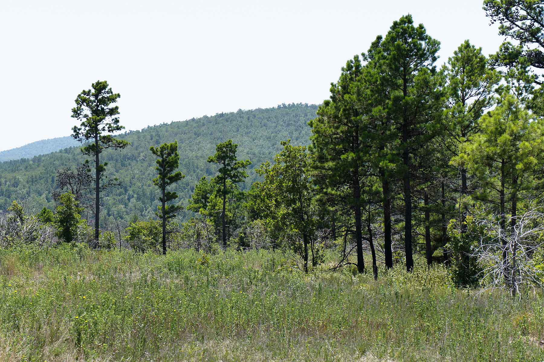Eastern Oklahoma Timber property picture 21 of 23