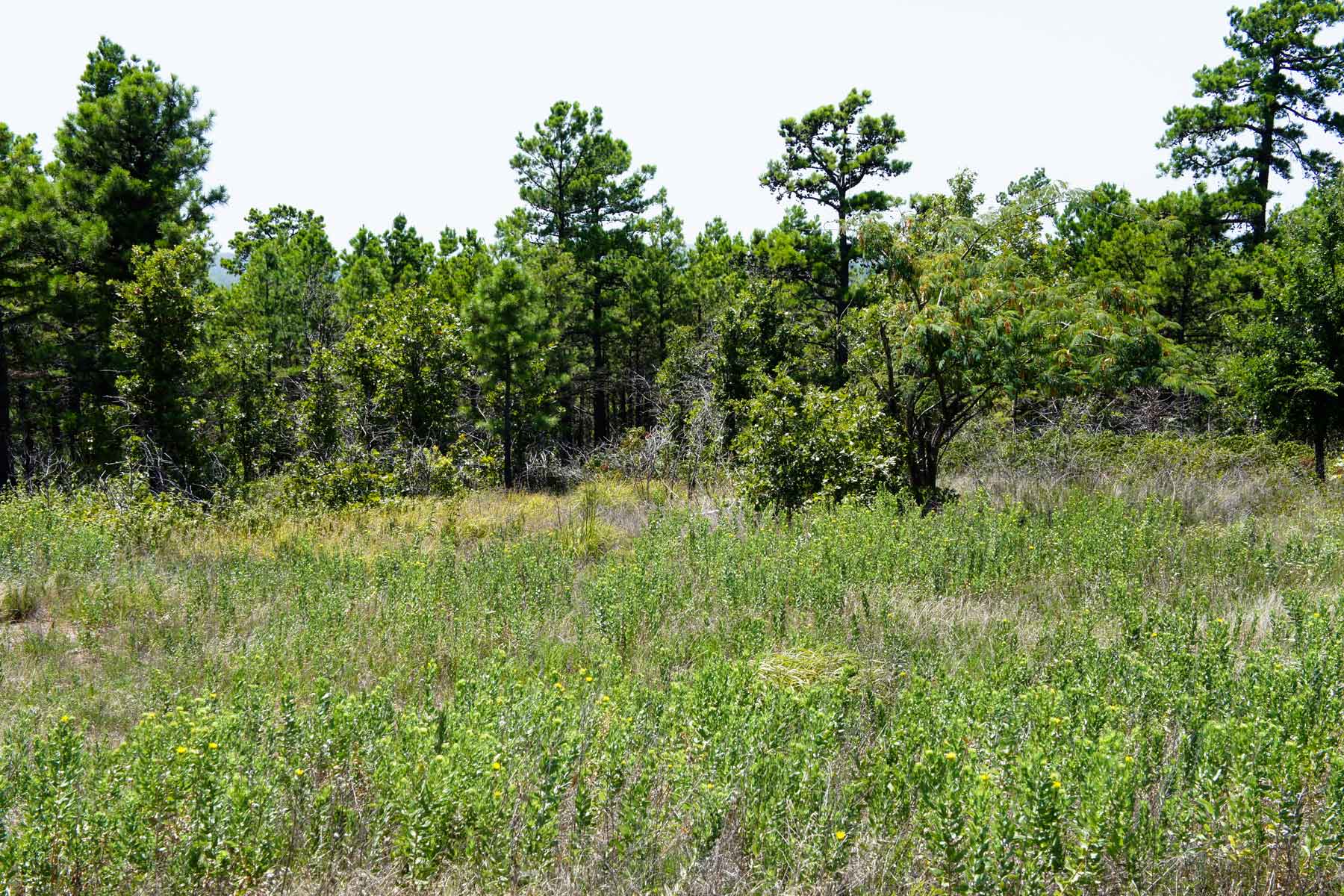 Eastern Oklahoma Timber property picture 22 of 23