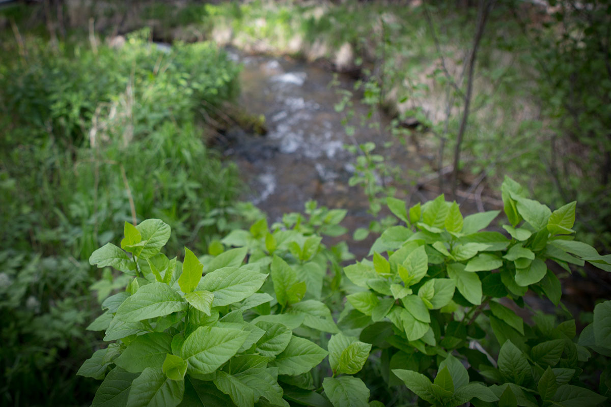Rock Creek Fishing Ranch property picture 17 of 53