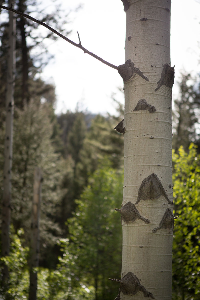 Rock Creek Fishing Ranch property picture 11 of 53