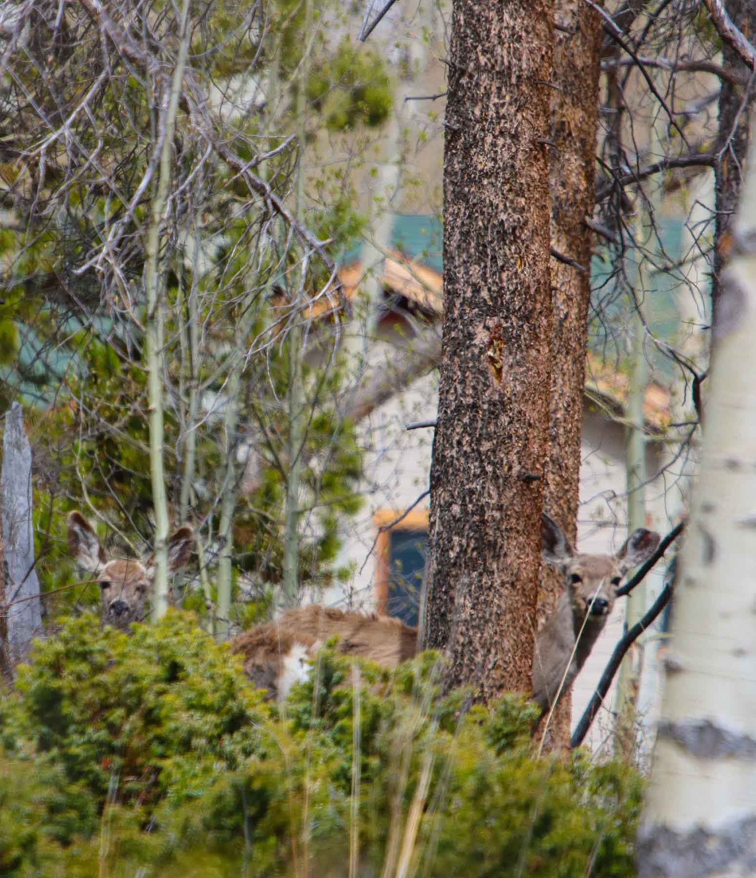 Aspen Ridge Ranch property picture 34 of 47