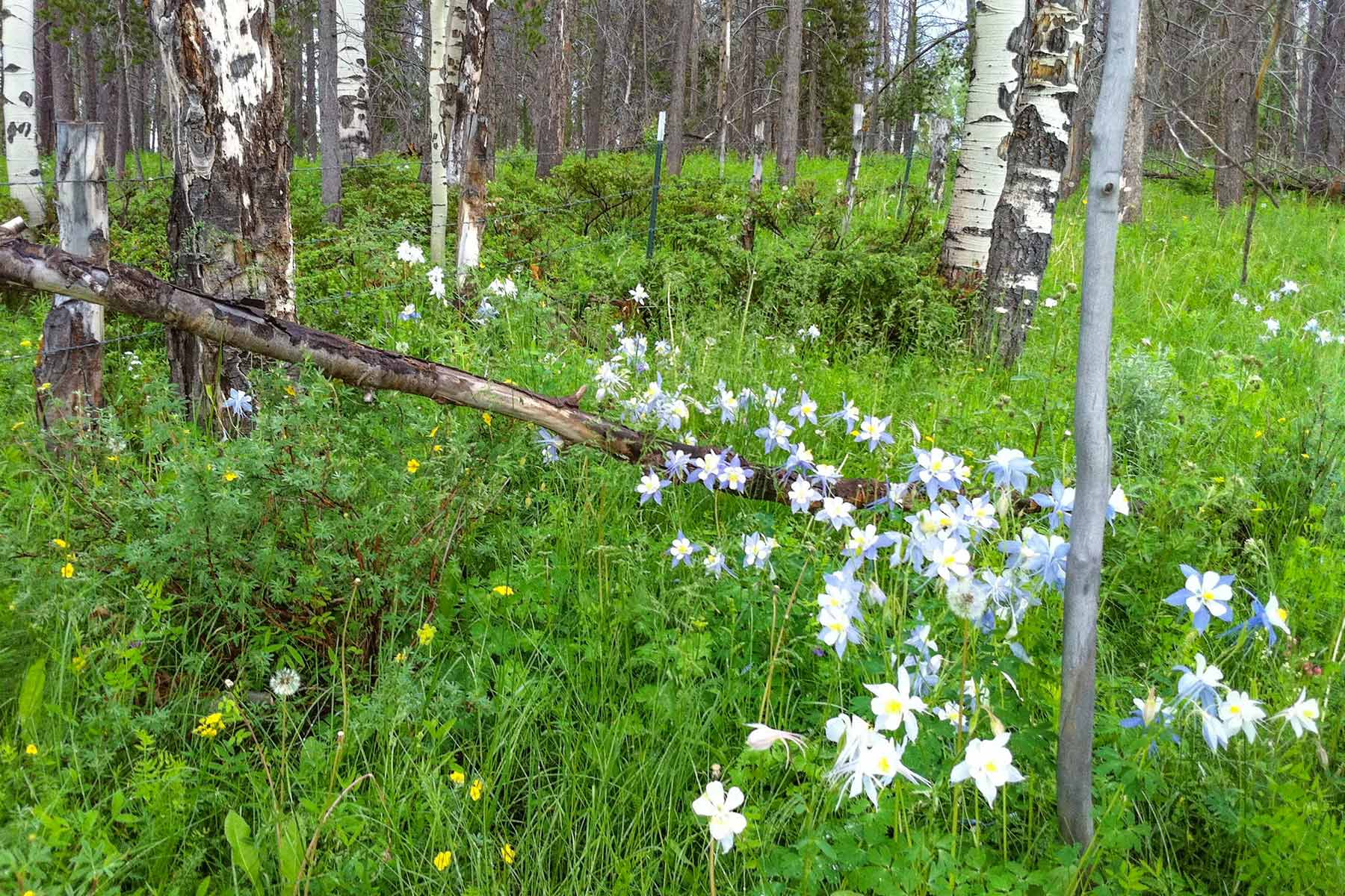 Aspen Ridge Ranch property picture 24 of 47