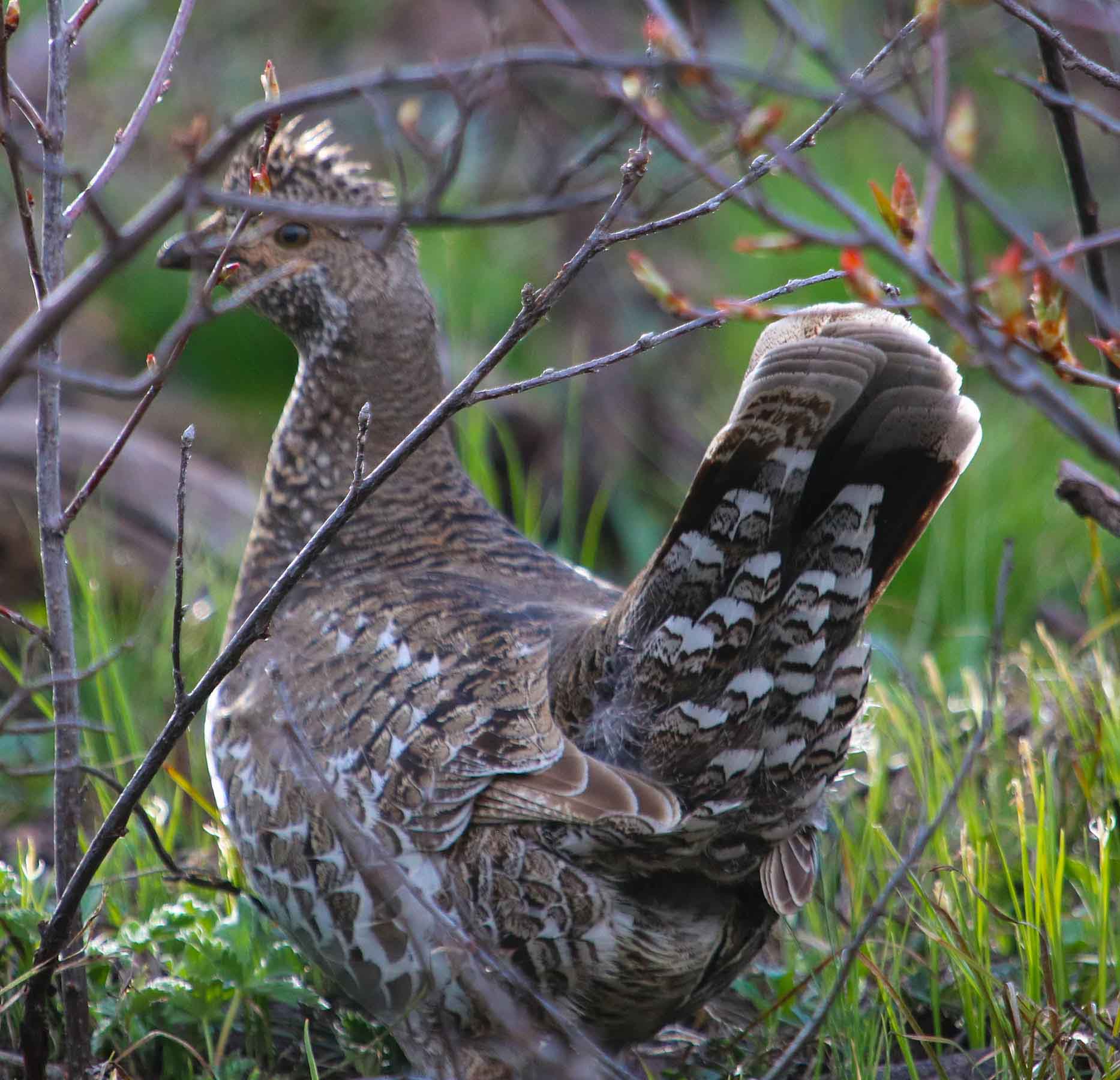 Aspen Ridge Ranch property picture 22 of 47