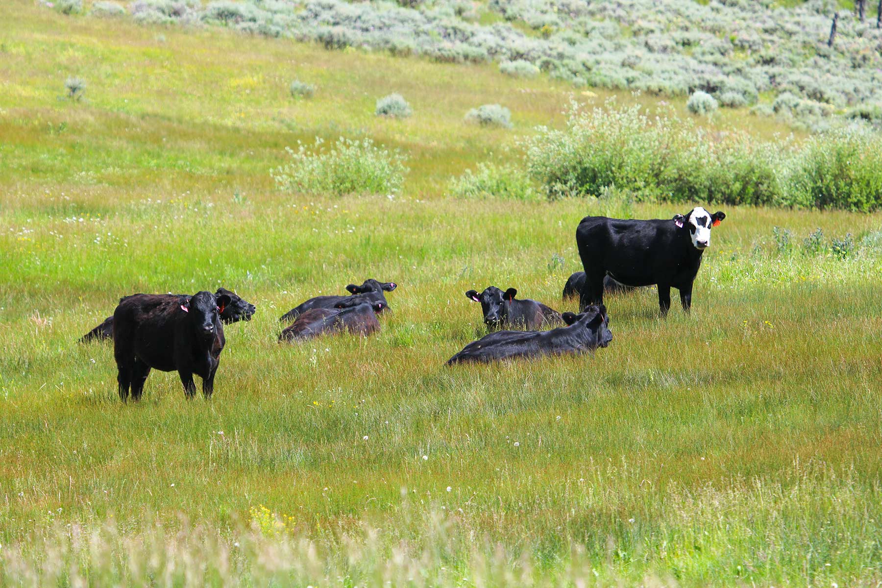 Aspen Ridge Ranch property picture 47 of 47