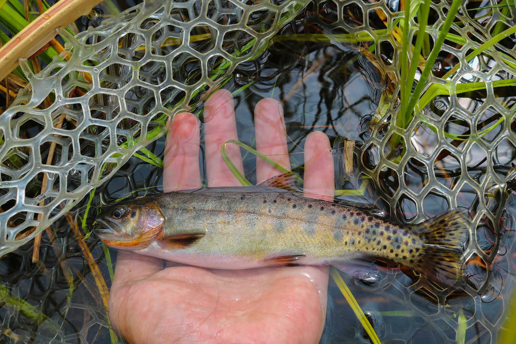 Aspen Ridge Ranch property picture 3 of 47