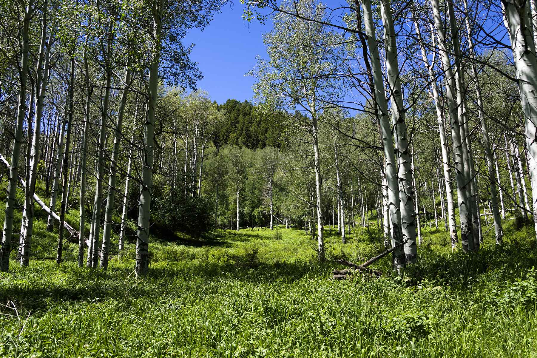 Turgoose Ranch property picture 17 of 22