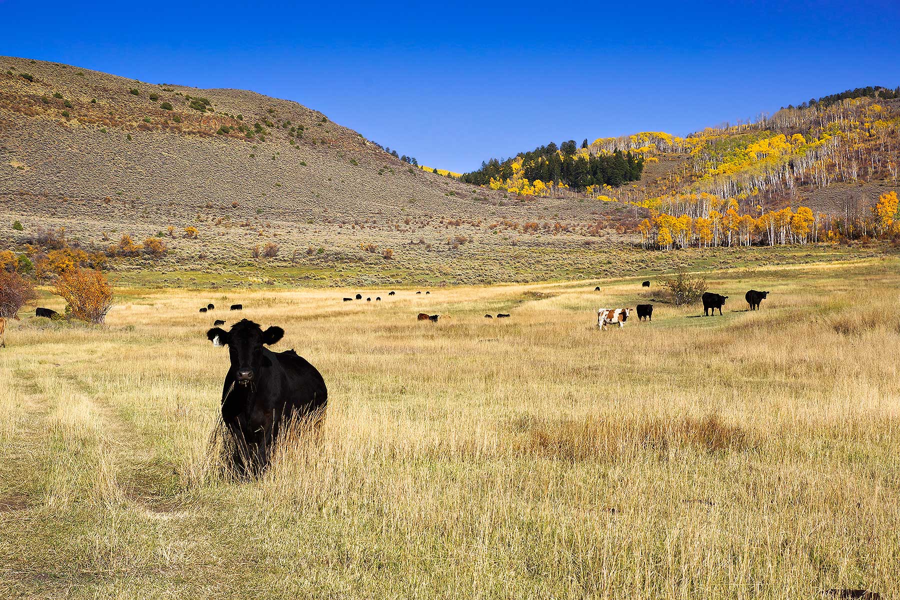 Olsen Piney Ranch property picture 16 of 73