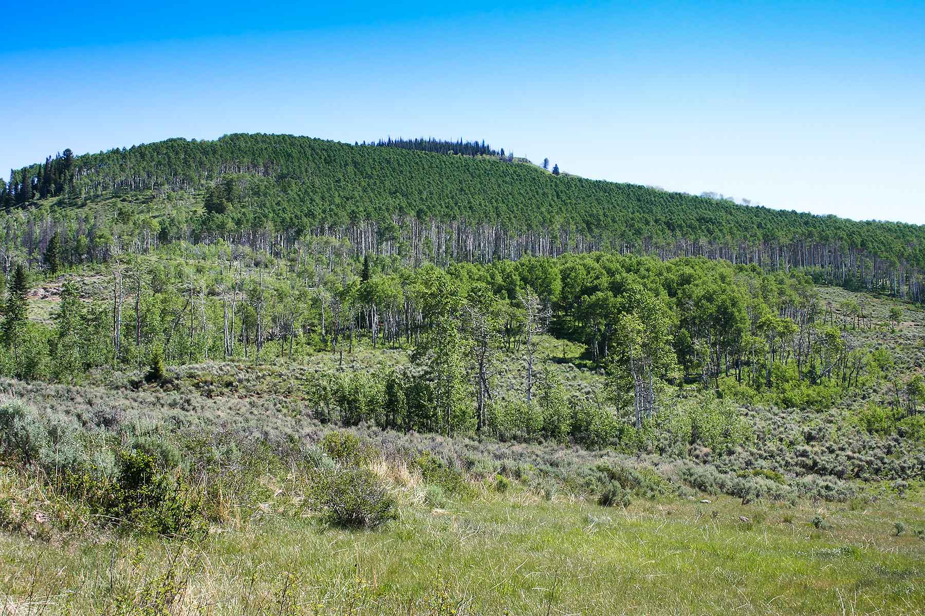 Olsen Piney Ranch property picture 27 of 73