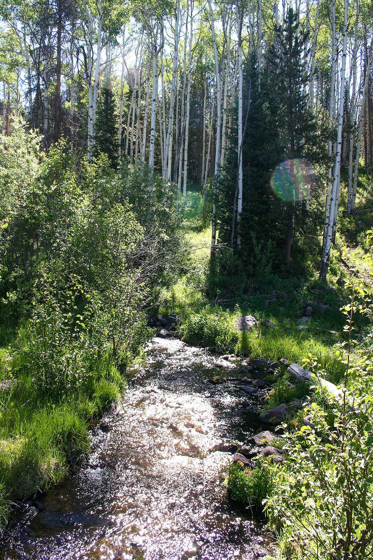 Olsen Piney Ranch property picture 26 of 73