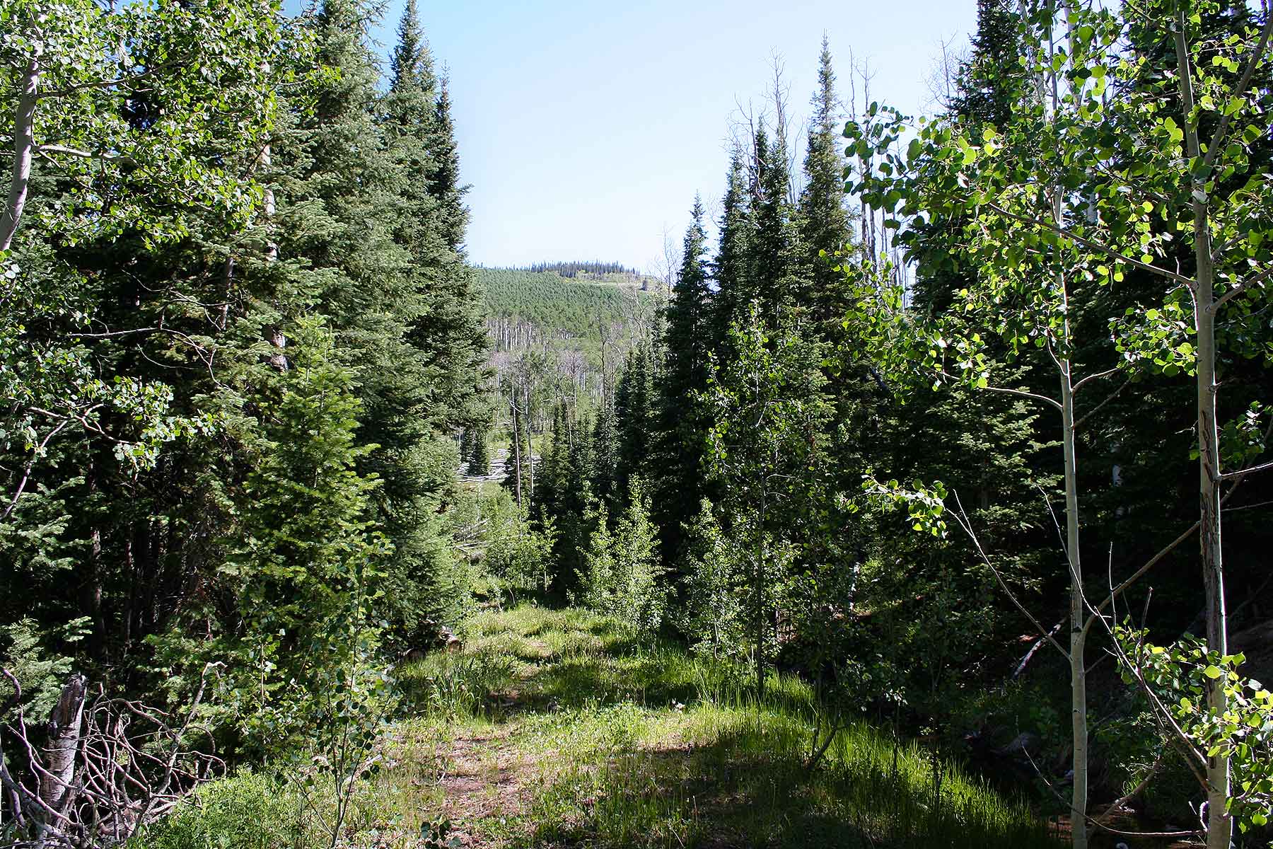 Olsen Piney Ranch property picture 30 of 73