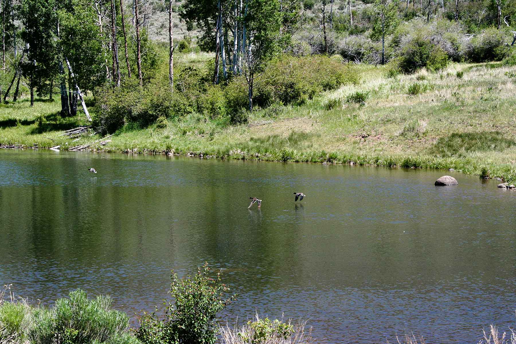 Olsen Piney Ranch property picture 34 of 73