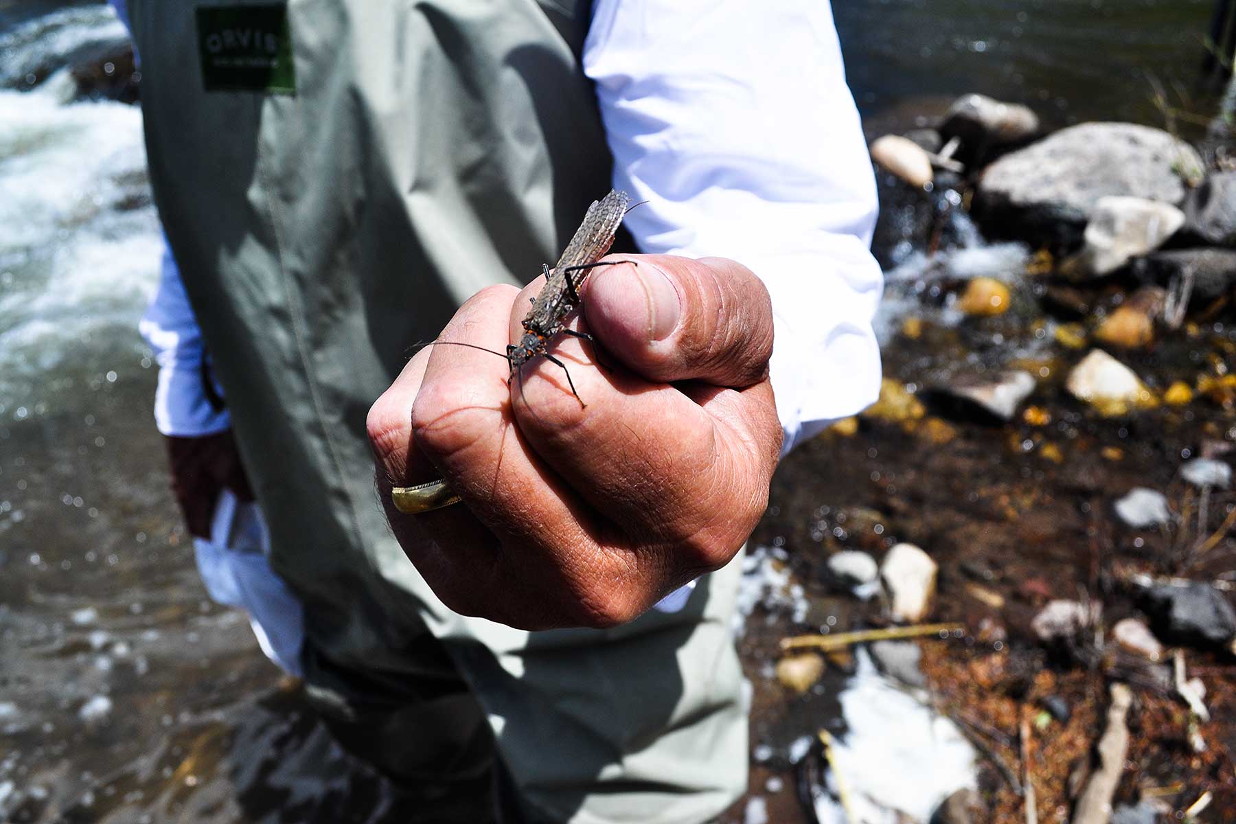 Olsen Piney Ranch property picture 46 of 73