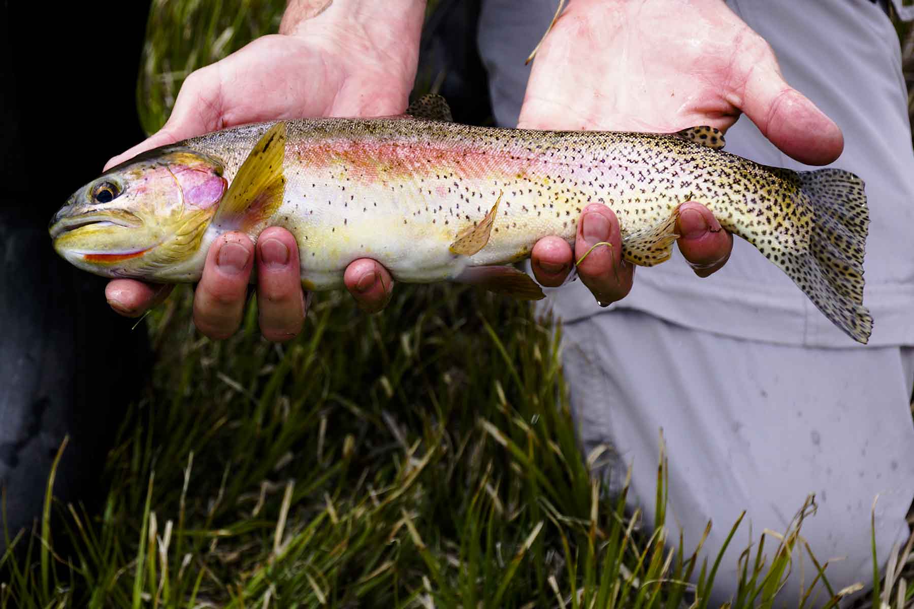 Olsen Piney Ranch property picture 47 of 73