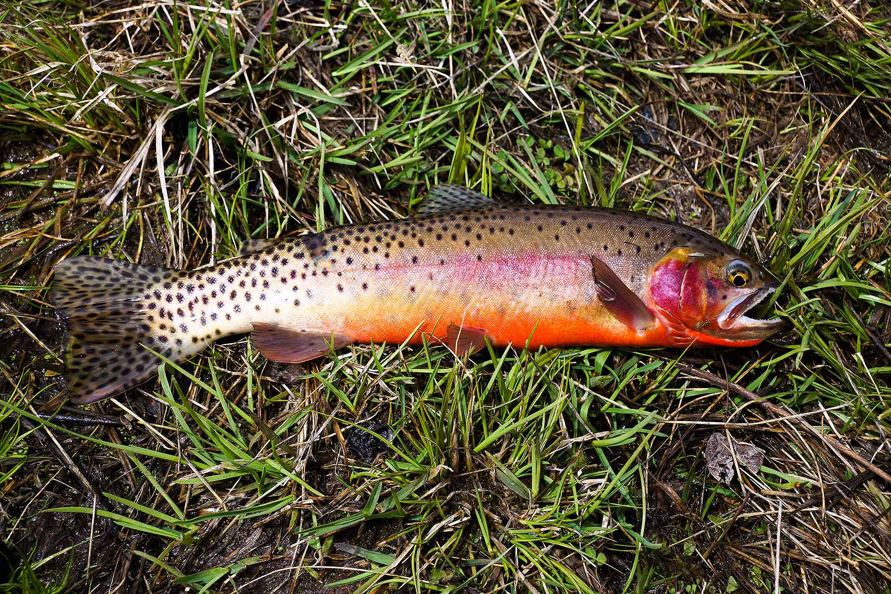 Olsen Piney Ranch property picture 35 of 73