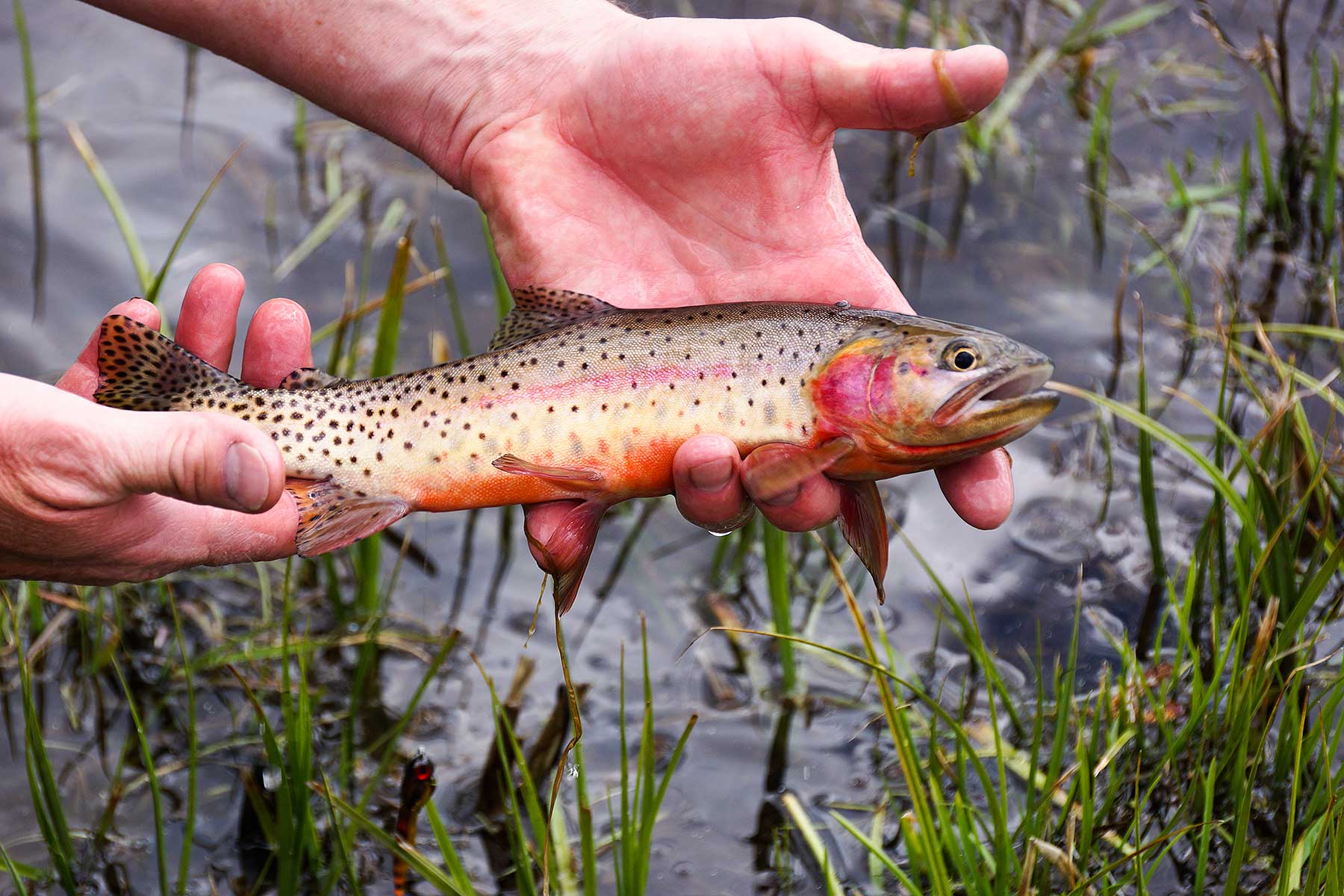 Olsen Piney Ranch property picture 54 of 73