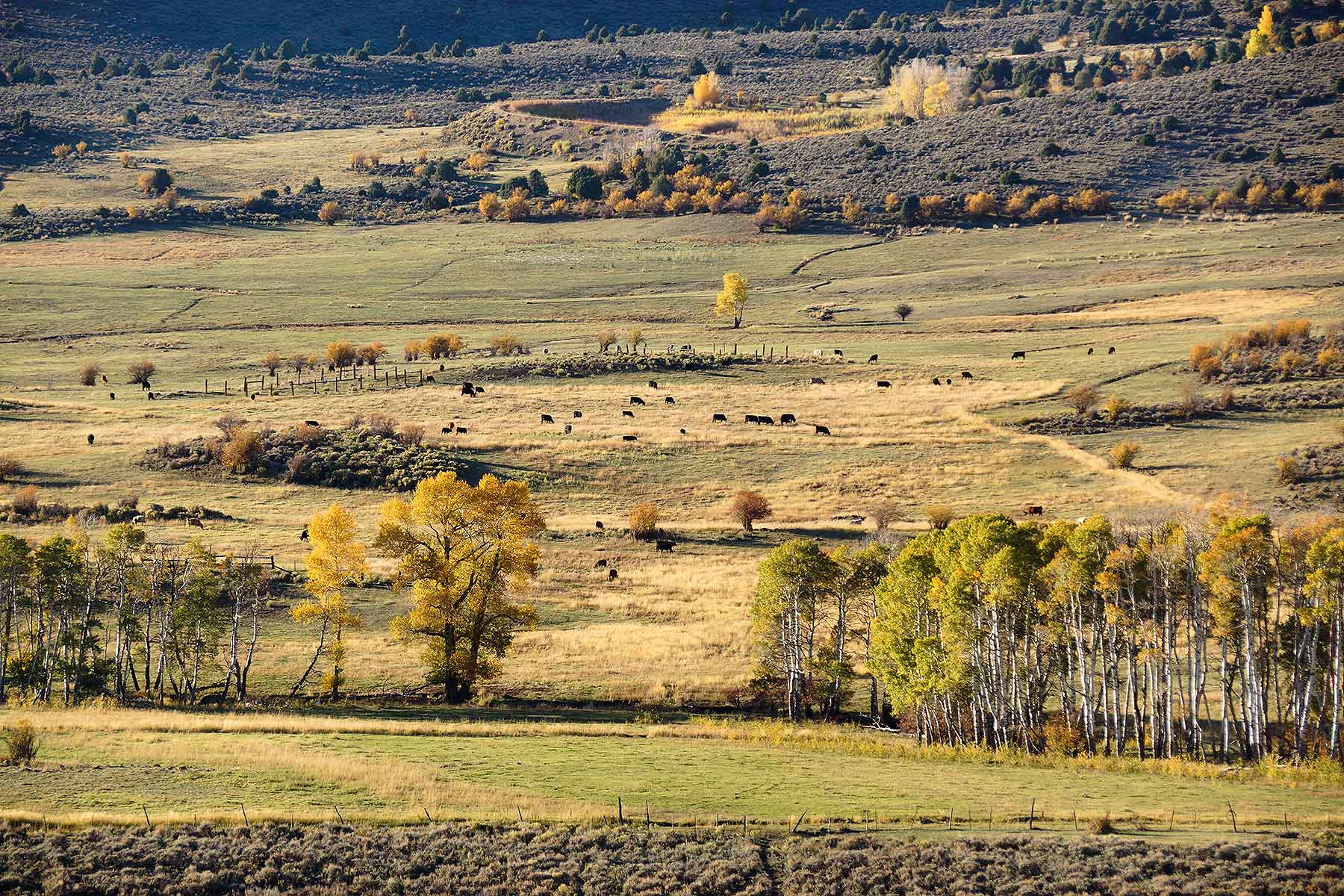 Olsen Piney Ranch property picture 23 of 73