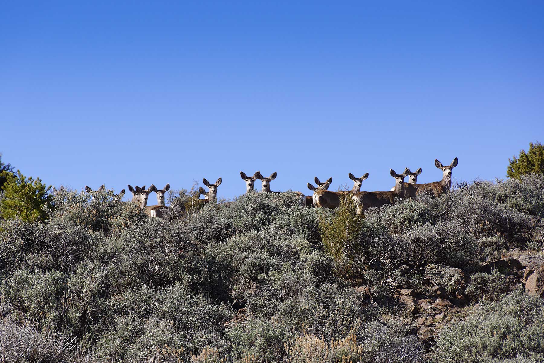 Olsen Piney Ranch property picture 60 of 73