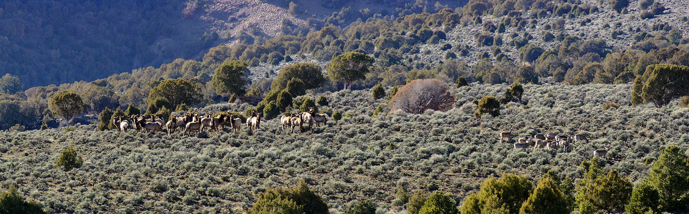 Olsen Piney Ranch property picture 63 of 73