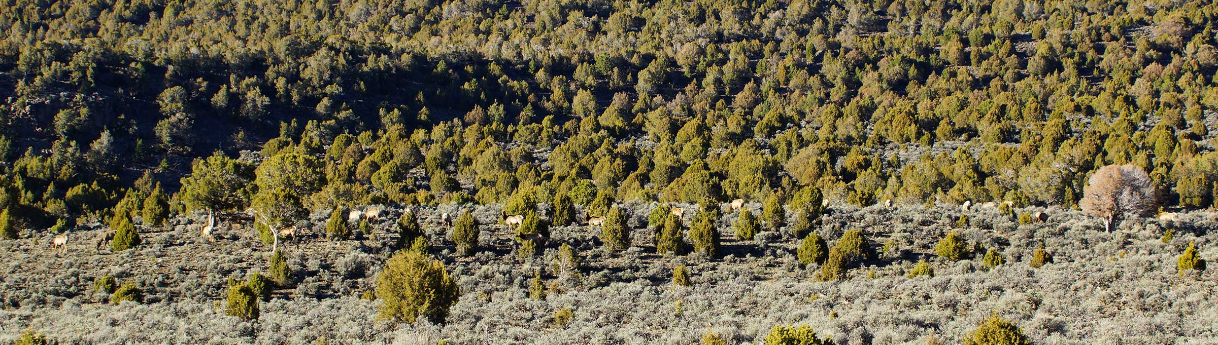 Olsen Piney Ranch property picture 64 of 73