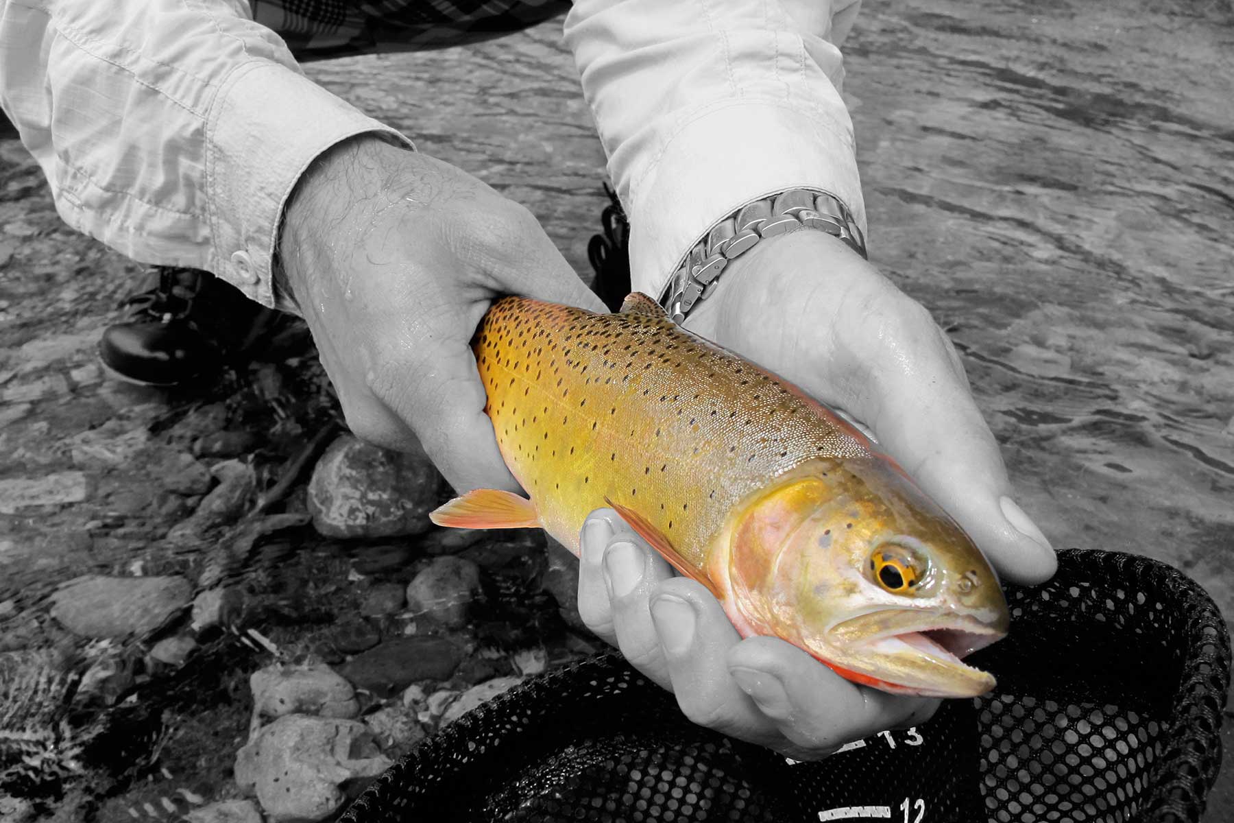 Olsen Piney Ranch property picture 73 of 73