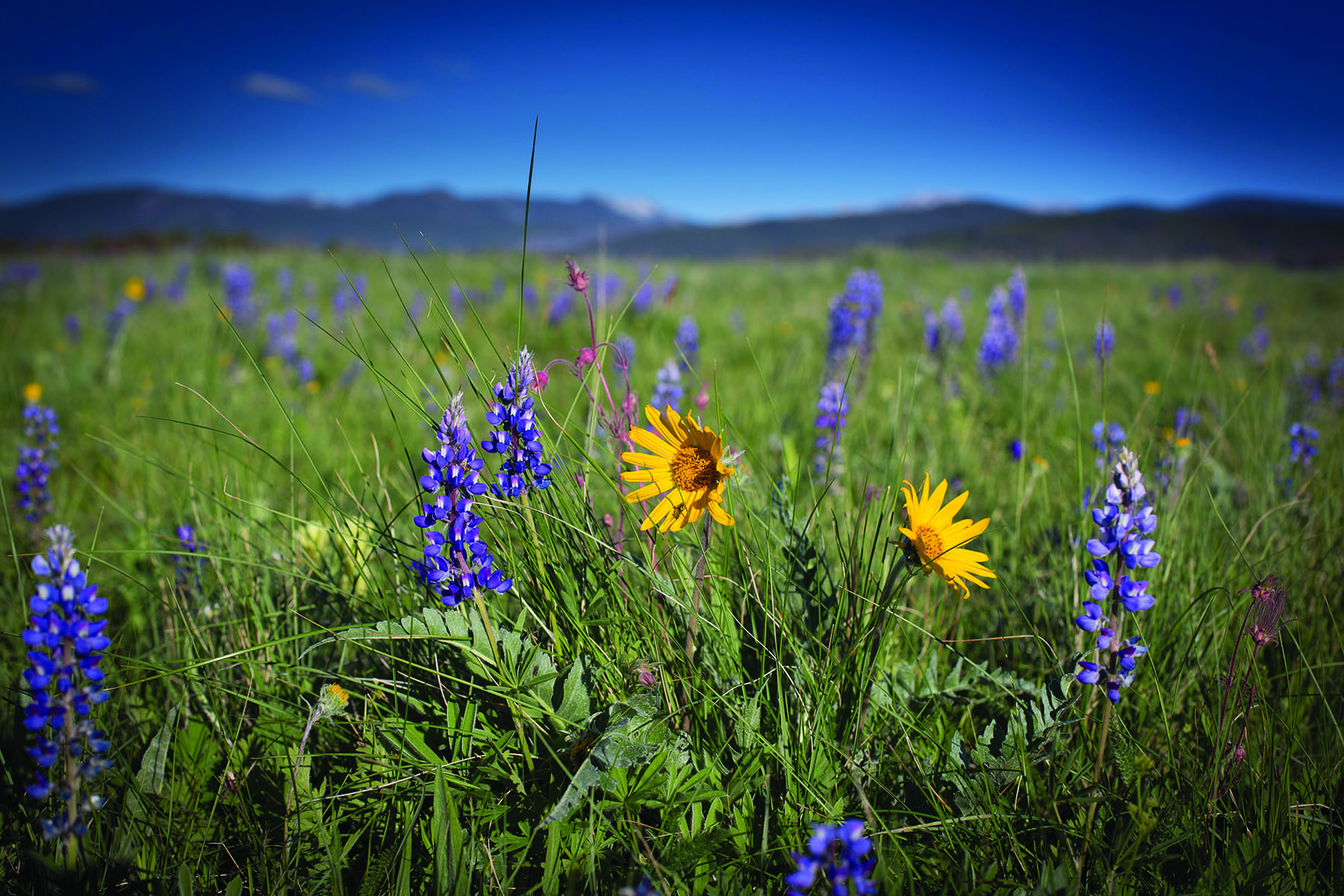 East Fork Rock Creek Ranch property picture 4 of 12