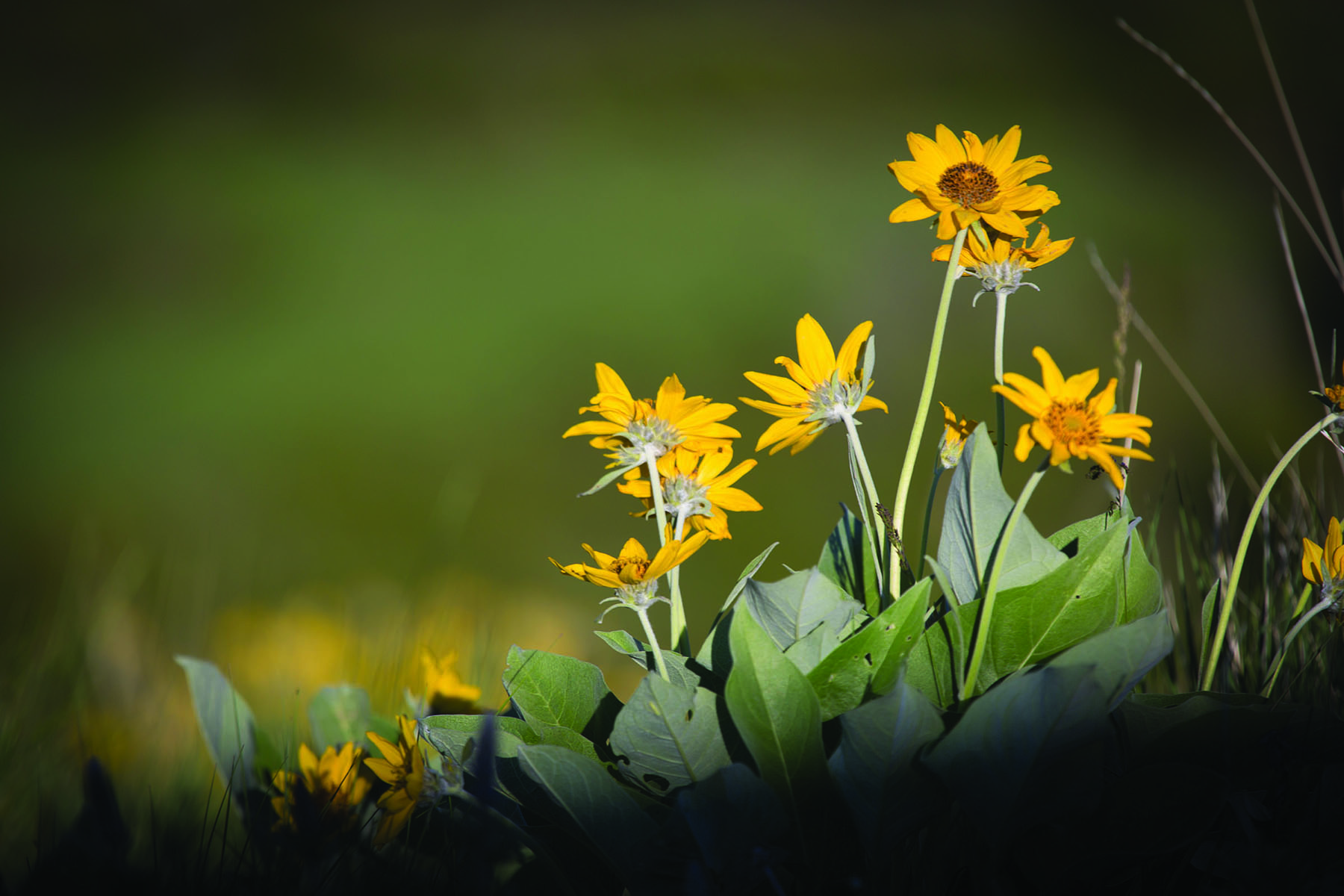 East Fork Rock Creek Ranch property picture 8 of 12