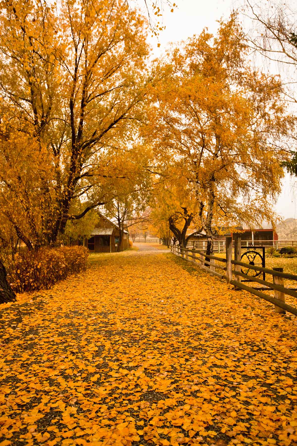 Susie Q Ranch property picture 24 of 83