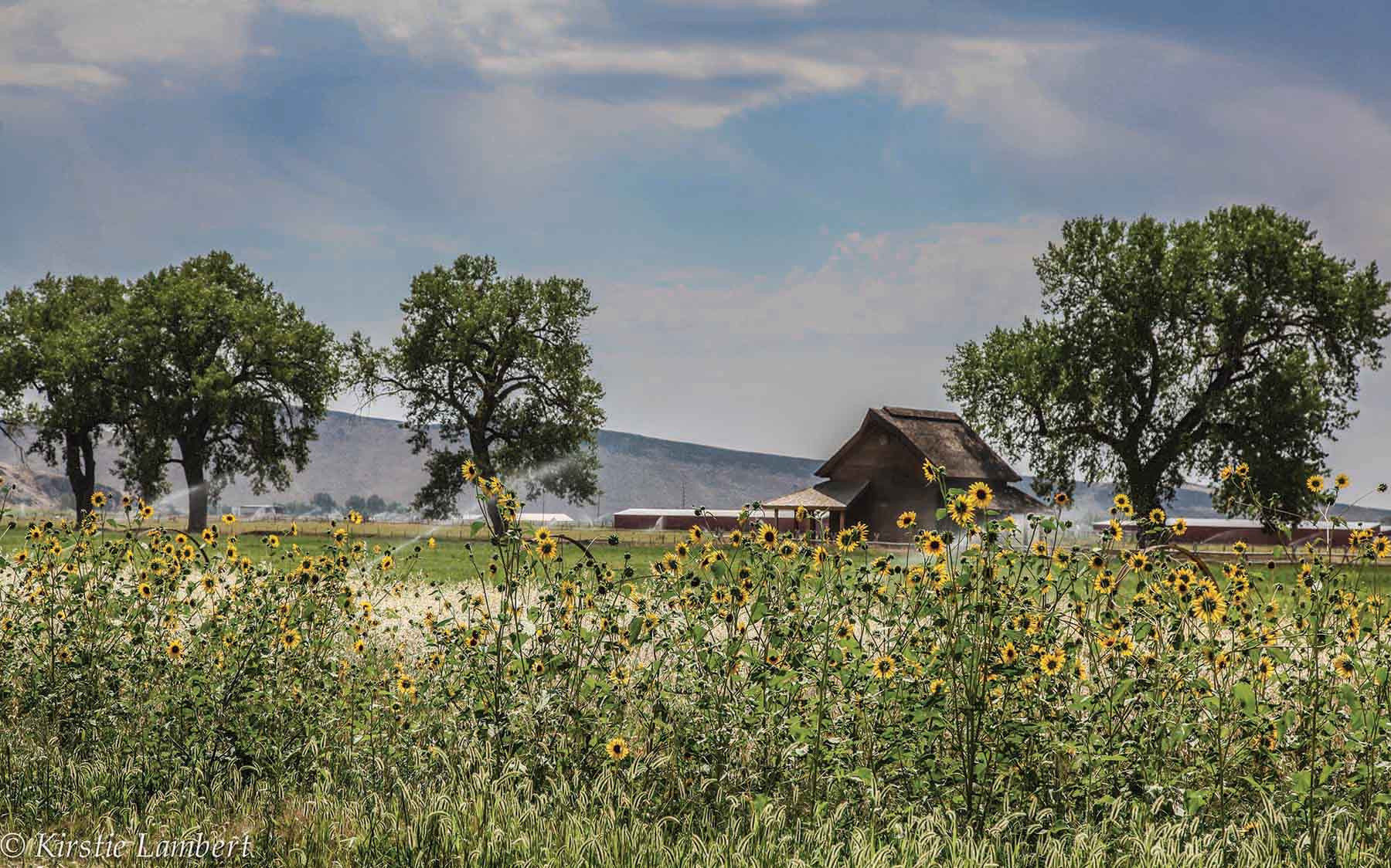 Susie Q Ranch property picture 45 of 83