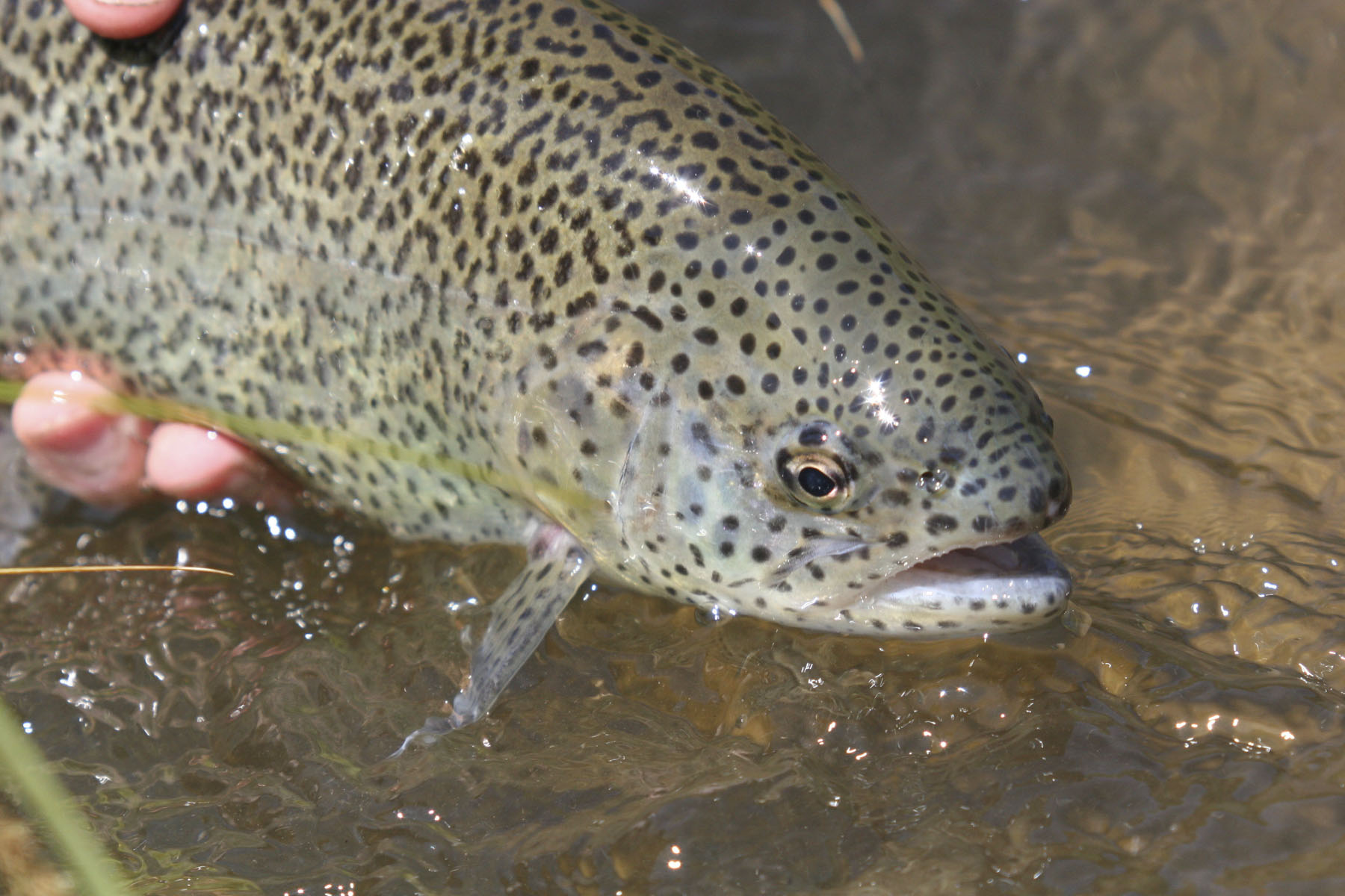 Circle B Spring Creek Ranch property picture 7 of 10