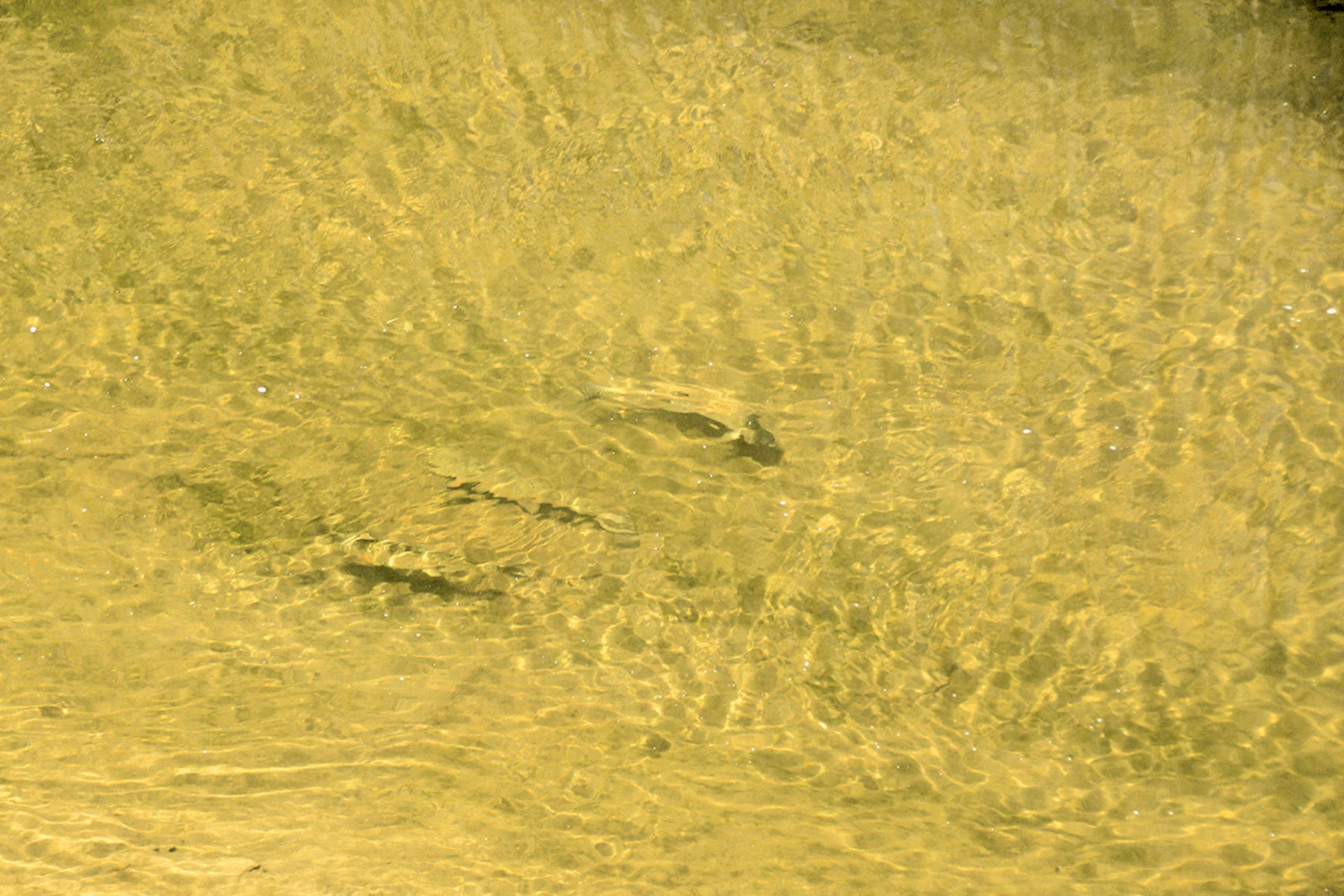 Elk River Ranch property picture 60 of 81